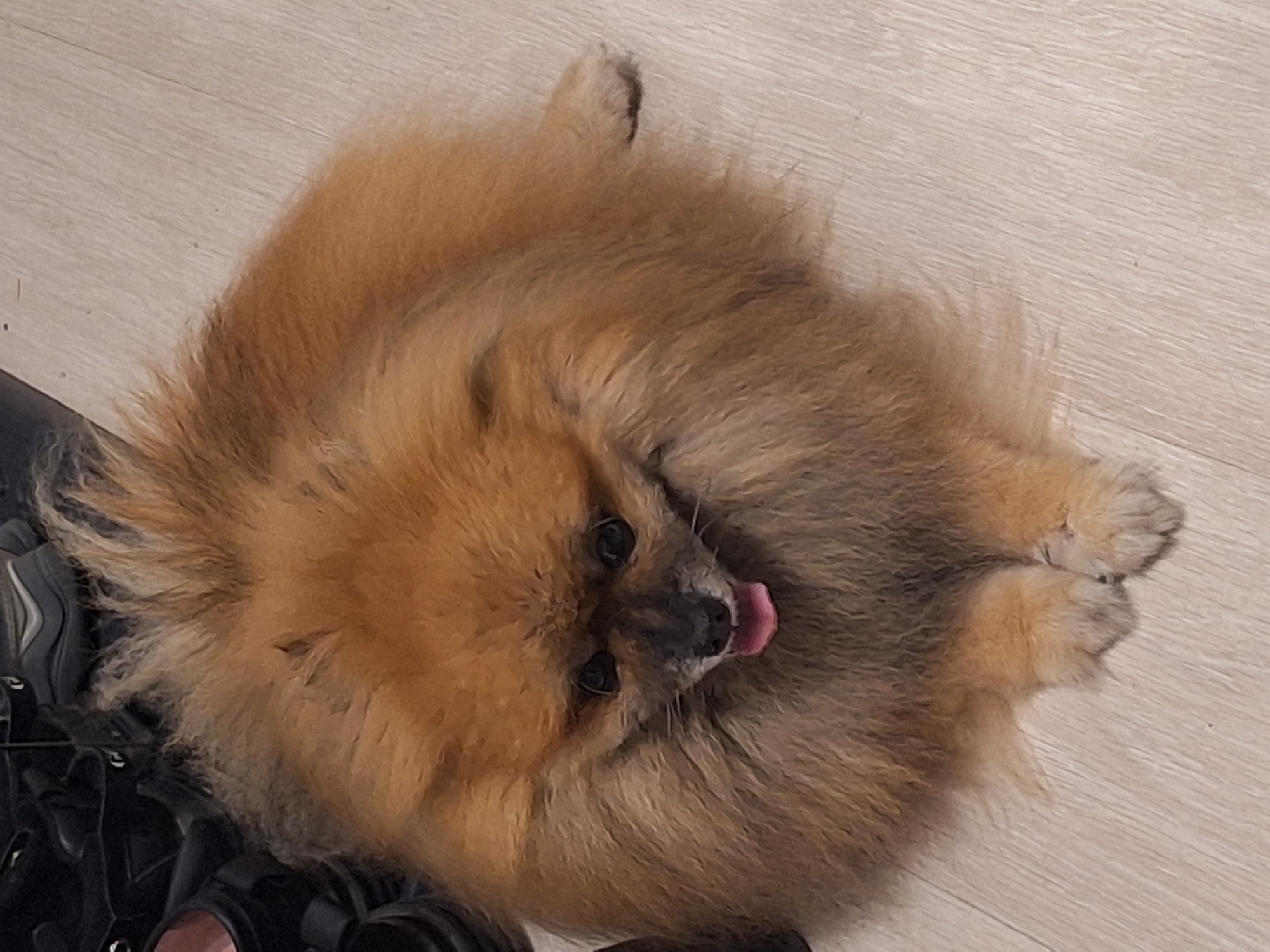 A pomeranian dog with tan fur and a black nose is lying on a light-colored wooden floor. The dog is facing forward with its tongue slightly sticking out and its eyes looking down. To the left of the dog, several black shoes are visible, some of which appear to be laced. The background is a plain wooden floor. The image was taken indoors. The location in Varna, Bulgaria is not specified in the image.