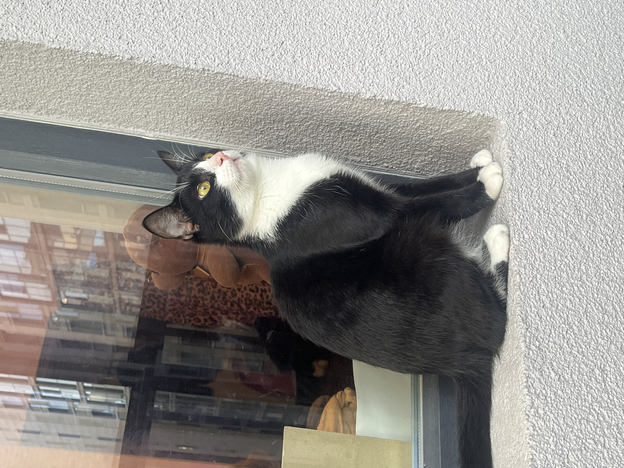 A black and white tuxedo cat with bright yellow eyes and a pink nose is the central subject of the image. The cat is shown looking upwards with an attentive and curious expression, its head tilted. It is perched on what appears to be a window ledge or a similar architectural protrusion, next to a textured, light gray wall. Its white paws are visible, some gently gripping the rough surface of the wall.
Through the window pane directly below the cat, reflections of an urban environment are visible, showing multiple-story buildings with numerous windows, suggesting a view across a street or courtyard. Partially obscured by the cat's body and the reflections, a glimpse of a leopard-print fabric and a brown plush item (possibly a toy or cushion) can be seen inside or behind the window.
The scene takes place during the daytime, indicated by the bright, clear lighting and the distinct contrasts created by the sunlight. The weather appears sunny. The overall setting suggests an outdoor or balcony area of a building, likely in an urban or suburban environment, consistent with the given context of Saint Petersburg, Russia. There is no visible text in the image.