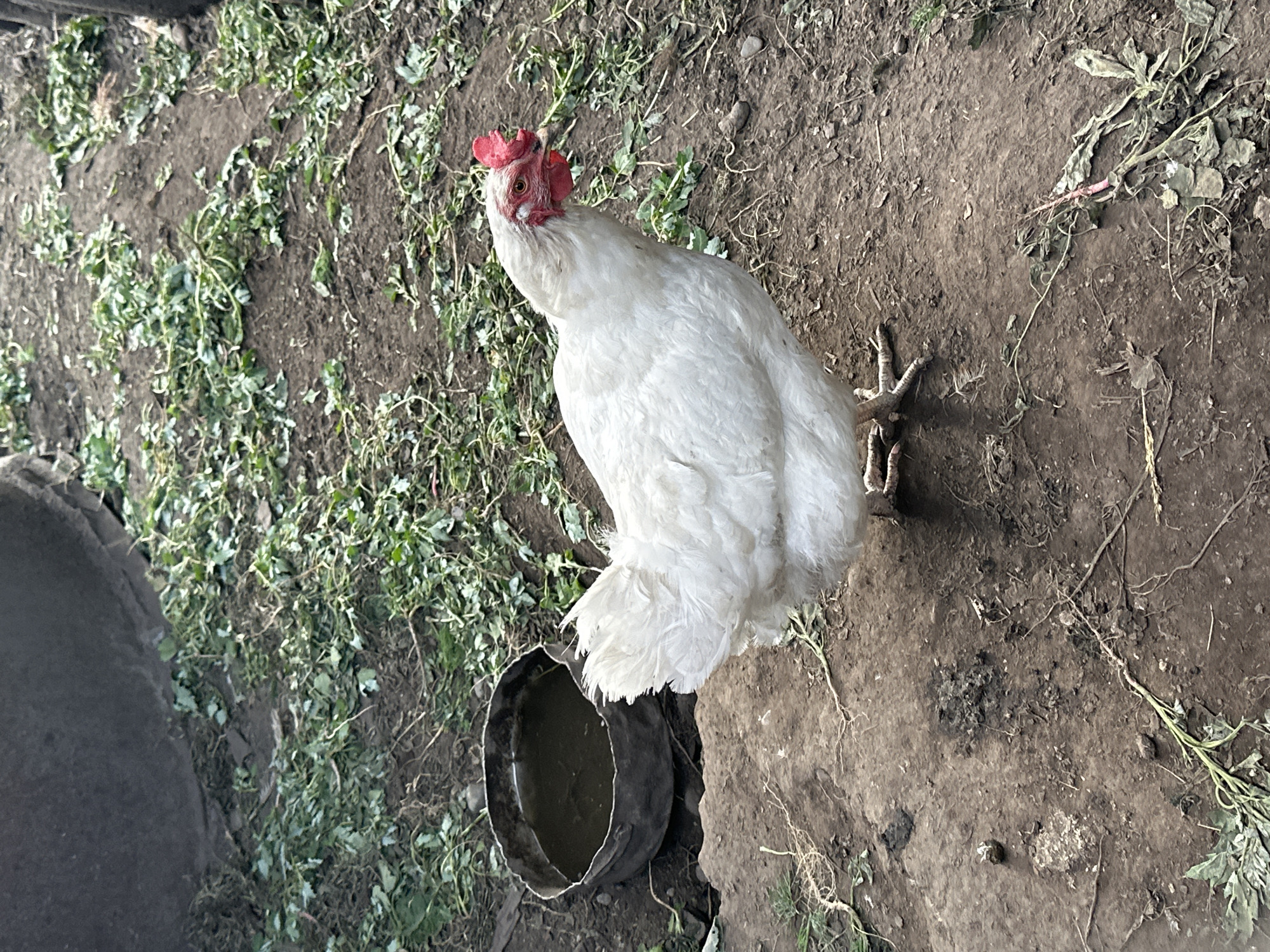 A white chicken stands on the dirt ground in what appears to be a farm or backyard. The chicken has fluffy white feathers and a red comb on its head. It is looking to its left, with its body turned slightly towards the camera. To the chicken's left, there is a dark-colored, shallow bowl filled with murky water. The ground is a mixture of dark soil, small pebbles, and sparse green vegetation. In the background, more dirt and scattered plant debris are visible. To the far left of the image, a large, dark, round object, possibly a tire, is partially visible. The lighting suggests it is daytime, with the sun casting shadows and illuminating the scene. The overall setting appears to be rural, likely in Novoyeniseyka, Russia, given the location context. There is no visible text in the image.
