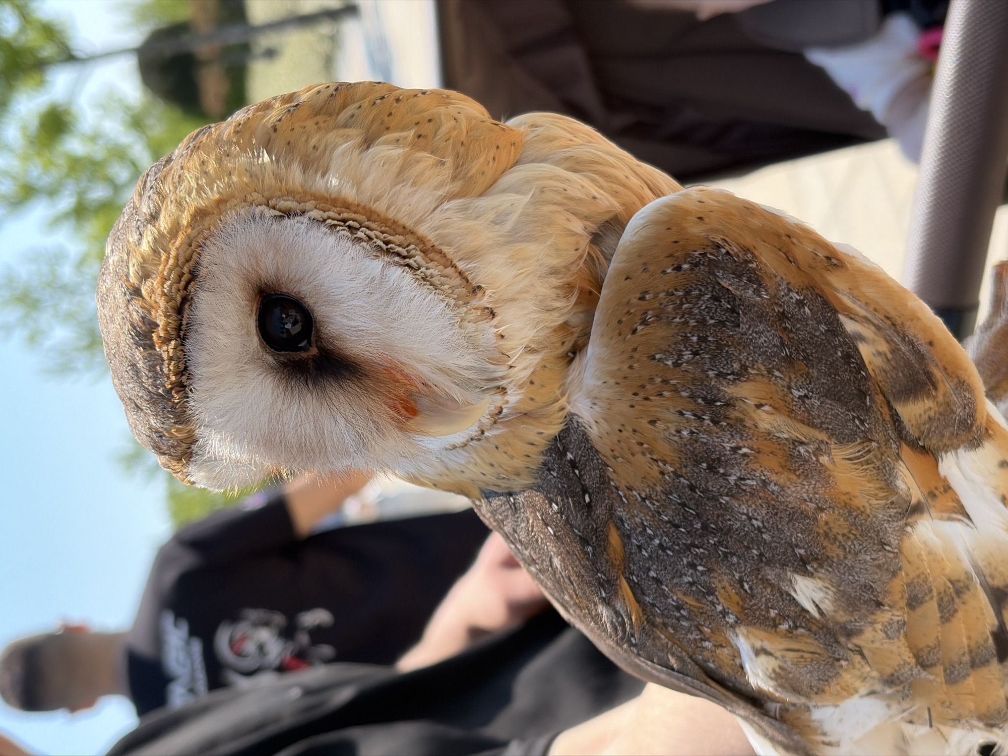 A close-up, outdoor shot depicts a barn owl perched on what appears to be a person's arm or hand, given the blurred figures in the background. The owl's head is tilted to the left, showing its distinct heart-shaped facial disk with dark eyes. The feathers are primarily a mix of tan, brown, and white. The background includes blurred figures of people and foliage, suggesting an outdoor environment, potentially in Krasnodar, Russia. The focus is sharply on the owl, emphasizing its detailed plumage.