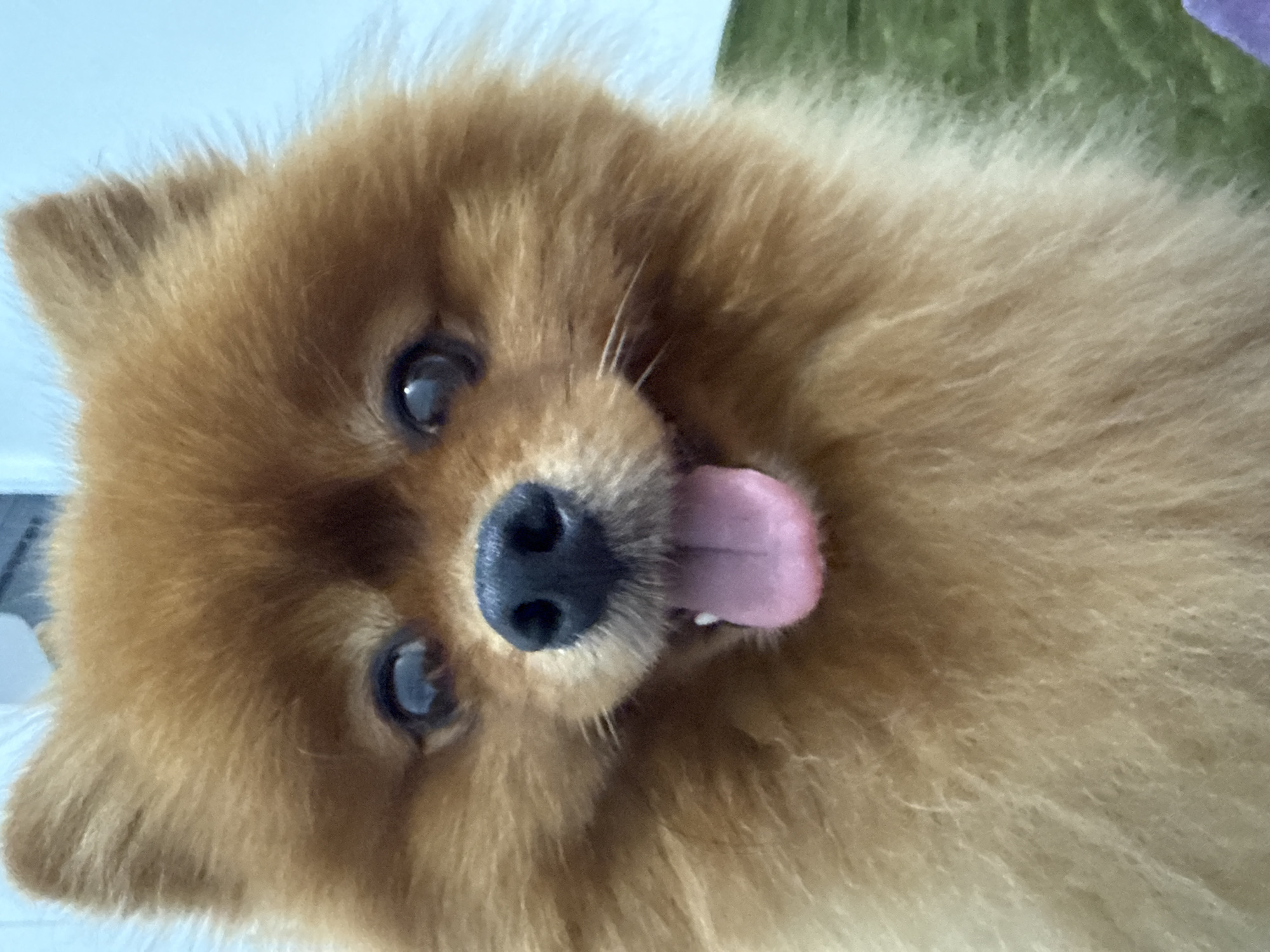 A close-up, portrait-style, eye-level shot shows a Pomeranian dog with light brown fur, panting with its tongue hanging out, against a soft blue and green background. The dog's face fills most of the frame, with its black nose, dark eyes, and fluffy ears clearly visible. The lighting is bright, highlighting the texture of the dog's fur. There is no discernible location in Bac Nha Trang Ward, Vietnam.