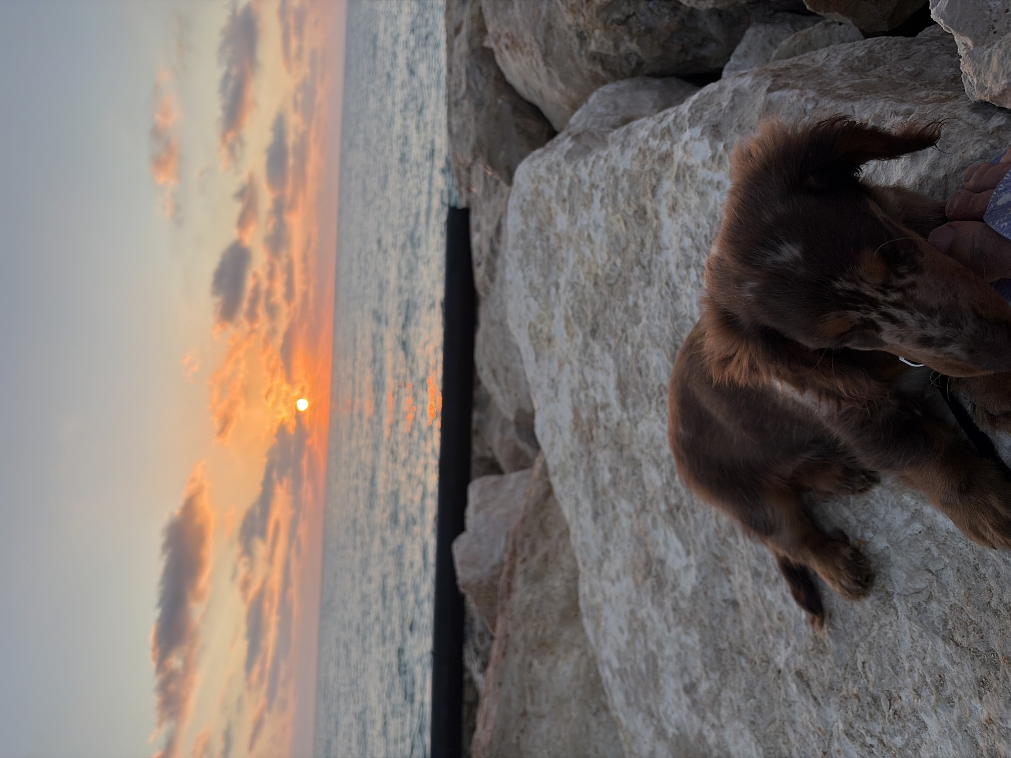 A brown and white speckled dachshund puppy lies on a large, light-colored rock on a rocky shoreline. The puppy is resting its head on a human foot. Behind the rocks, the sea stretches out, meeting a sky filled with orange and pink clouds at sunset. The sun is visible as a bright orb low on the horizon, casting a reflection on the water. The scene appears to be on the coast of Tel-Aviv, Israel.