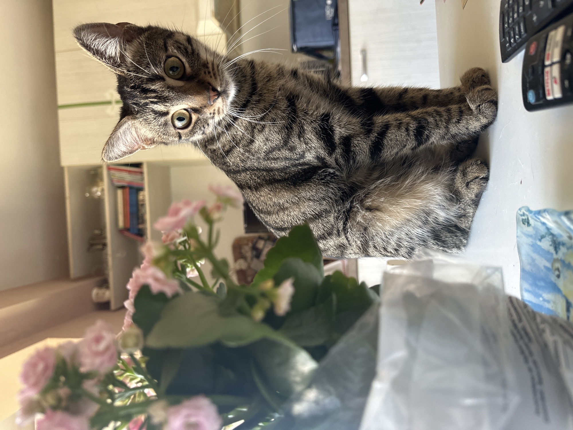 A tabby cat sits on a white surface, its body angled towards the viewer. The cat is facing the camera with its head tilted slightly to the left. In the foreground to the left, a potted plant with small pink flowers is visible, partially out of focus. In the background, shelves with books and decorative items are seen, suggesting an indoor setting. A dark remote control lies on the white surface in the lower right corner of the image. The scene is lit by natural light, creating soft shadows. The image does not provide any specific information to determine its location within the city of Sofia, Bulgaria.