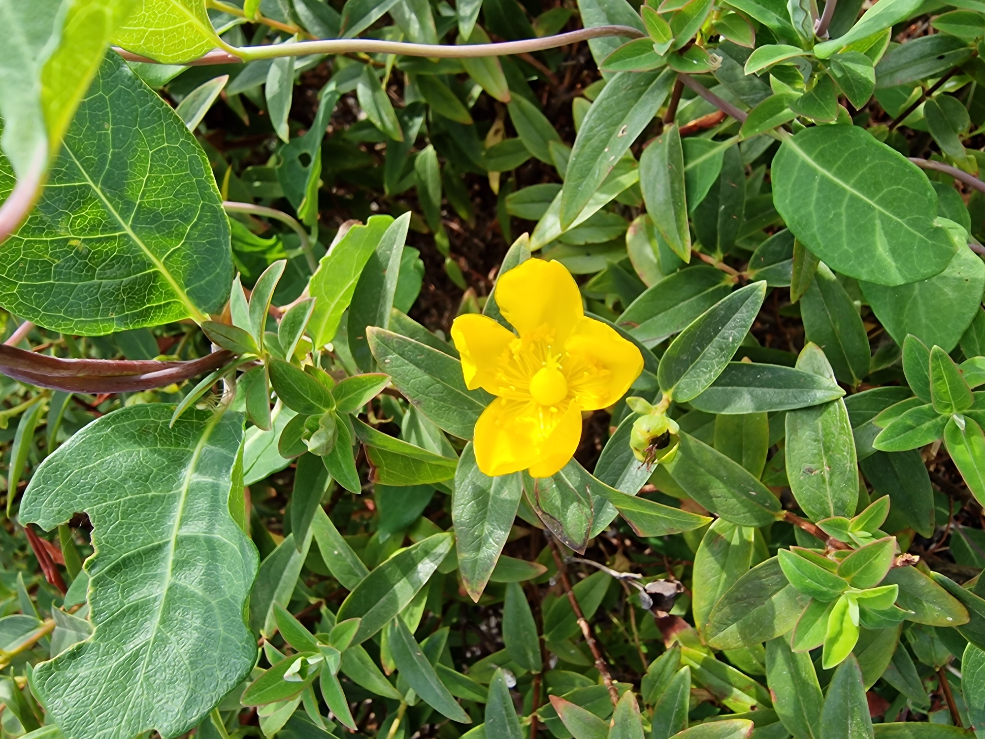 The image depicts a close-up view of a single bright yellow flower with five petals, centered amidst a dense background of lush green foliage. The flower has a prominent stamen cluster in its center. Several stems and numerous leaves of varying sizes and shapes are visible. Some of the larger leaves exhibit prominent venation and appear slightly tattered along their edges. The stems are thin and have a reddish-brown hue. The overall scene is naturalistic, suggesting an outdoor setting. There are no people, man-made structures, or any contextual clues that would place this scene specifically within the city of Canterbury, United Kingdom, or any other urban environment. The lighting suggests it is daytime with direct sunlight illuminating the flower and some of the surrounding leaves.