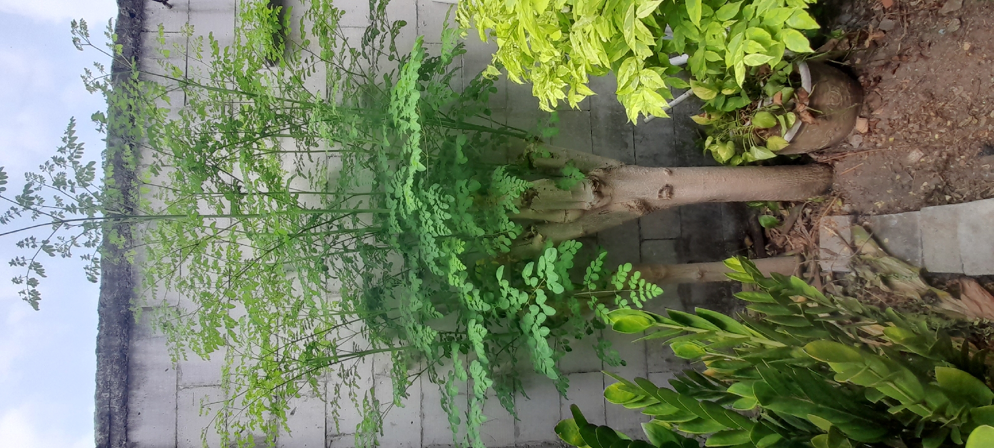 A Moringa tree with multiple trunks stands in front of a concrete block wall in Iser, Indonesia. The tree has a rough, light brown bark and is covered in numerous small, green leaves. To the left of the Moringa tree, there is a plant with thick, glossy green leaves. To the right, a shrub with bright green, variegated leaves is visible in a decorative clay pot. The ground is covered in dirt and small stones. The sky above is partly cloudy.