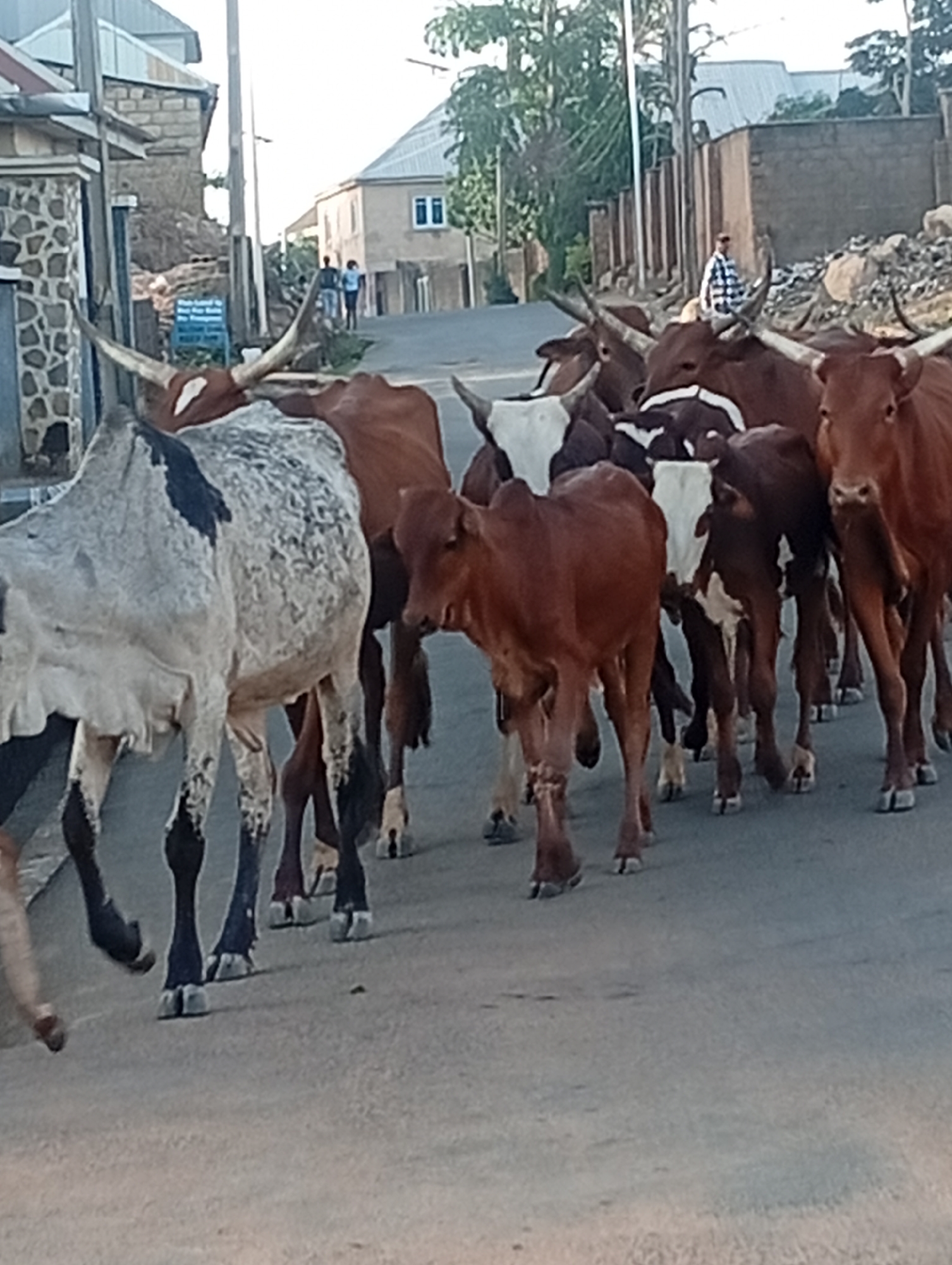 A herd of cattle walks down a paved street in Barakin Akawo, Nigeria. The cattle are of various colors, including brown, white, and black. Most have long, prominent horns. A man stands on the right side of the street, watching the cattle. In the background, there are buildings and two people walking away from the camera. A sign is visible near a stone wall.