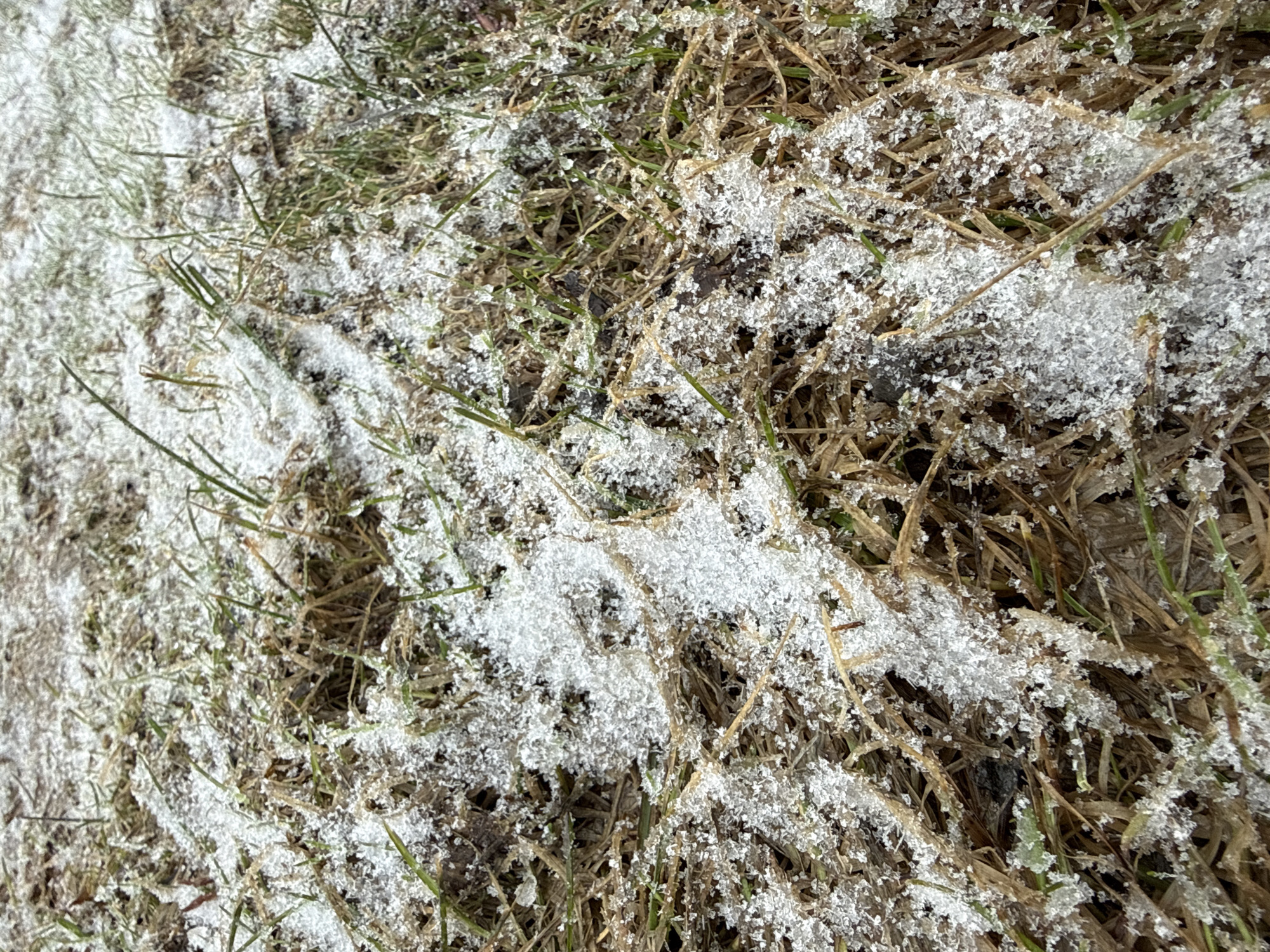 The image shows a close-up of grass covered with a light dusting of snow. The grass is a mixture of green and brown, indicating it is likely dormant or partially dead. The snow appears to be in the form of small, individual crystals or flakes. The location is specified as Lupanovo, Russia, though the image does not provide any specific context to confirm this information.