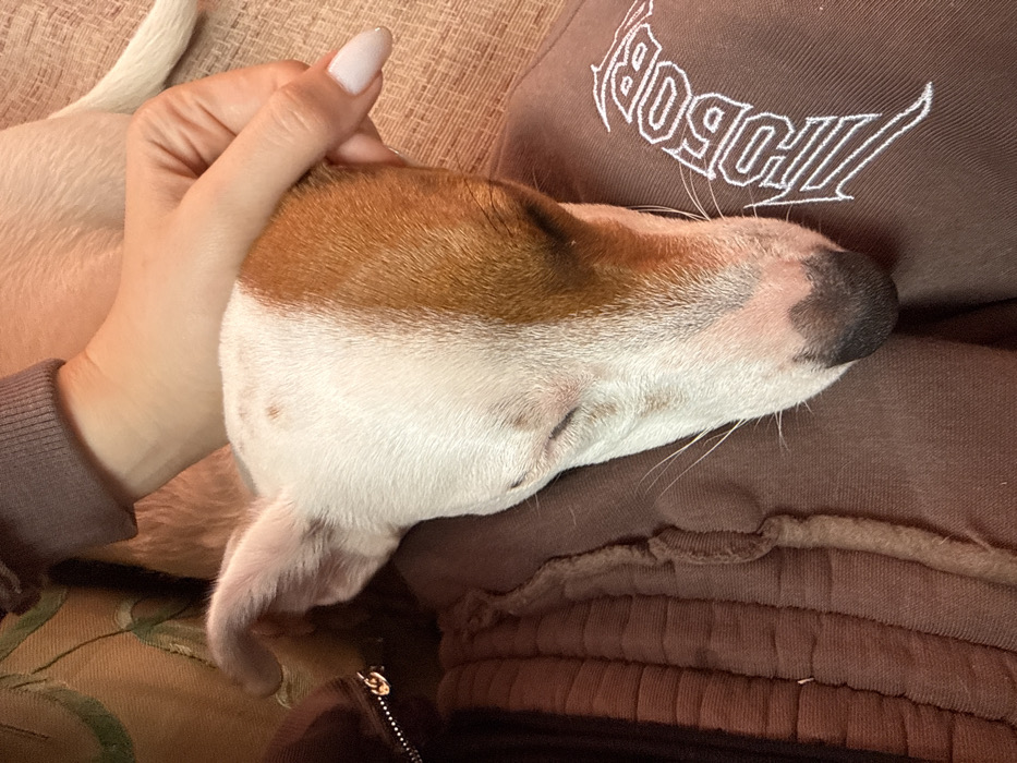 The scene is located in the city of Galabovtsi, Bulgaria. The image depicts a close-up, high-angle view of a white and tan-brown dog resting its head with closed eyes on a person's lap. A human hand with light-colored manicured fingernails is gently resting on the dog's head, above its left ear. The dog's muzzle is dark, and whiskers are visible. The dog's head features a prominent tan-brown patch covering the right side of its face and ear. The person's leg is clothed in brown sweatpants, displaying white Cyrillic embroidery spelling "ЛЮБОВЬ" on the right thigh. A dark brown garment with a silver zipper pull is visible on the left side, and a ribbed cuff from a sleeve is partially visible in the upper left. A light-colored, textured surface serves as the background, behind the dog's back and the human's arm.