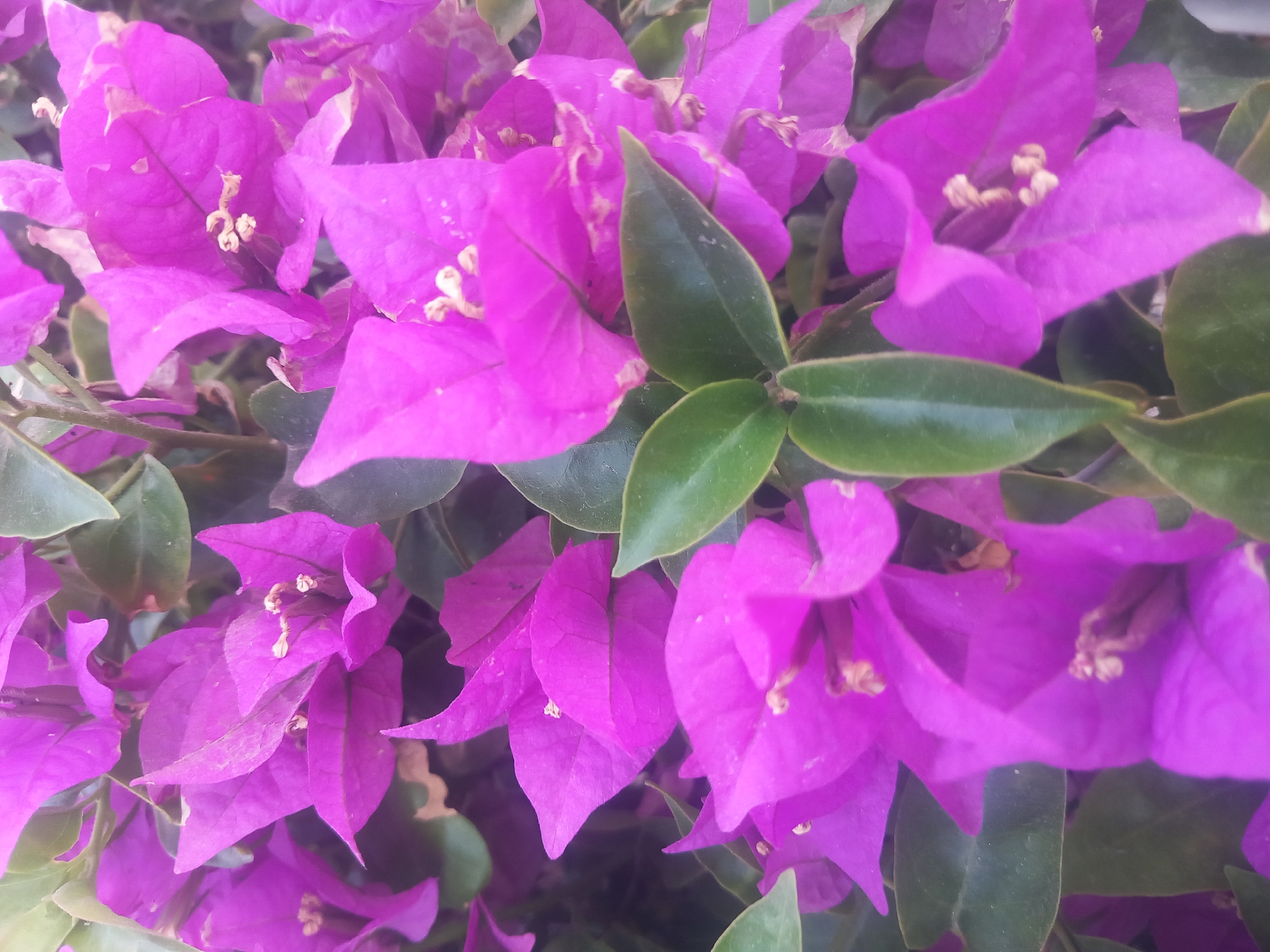 The image is a close-up, eye-level, vertical shot of vibrant pink bougainvillea flowers and their green leaves. The flowers are numerous, overlapping, and fill the frame. They have delicate, papery bracts that are a bright magenta or fuchsia color. Some of the bracts are unfurled, revealing the small, white or cream-colored true flowers within. The leaves are a deep, dark green and are glossy. The lighting appears to be natural daylight, creating soft shadows and highlighting the textures of the petals and leaves. The background is a blur of more bougainvillea and foliage, suggesting a dense plant growth.
This image was captured in the city of Kos, Greece, specifically in the area of the Eleftherias Square and its surrounding pedestrian walkways. The bougainvillea is a common sight in this region, often used as decorative plants along streets, in gardens, and climbing over walls. The presence of these flowers is characteristic of the Mediterranean climate of Kos, where they thrive in the sunny conditions.