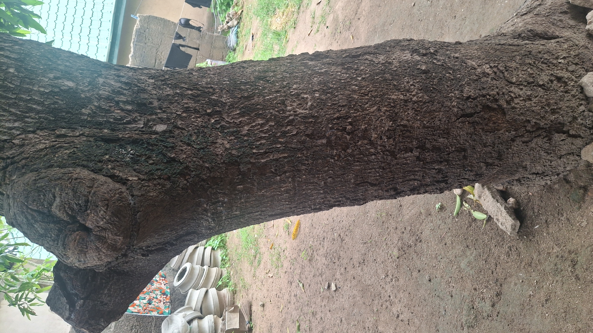 The image shows the trunk of a large tree in an outdoor setting, likely in the city of Jalingo, Nigeria. The tree trunk is rough and textured, with a prominent burl or growth on its left side. The ground around the tree is covered with dirt and a few scattered leaves and stones. In the background, there are some stacks of concrete pots, a building with a green corrugated roof, and some laundry hanging on a line. The overall scene suggests a somewhat rural or semi-urban environment. There are no people or animals visible in the image.