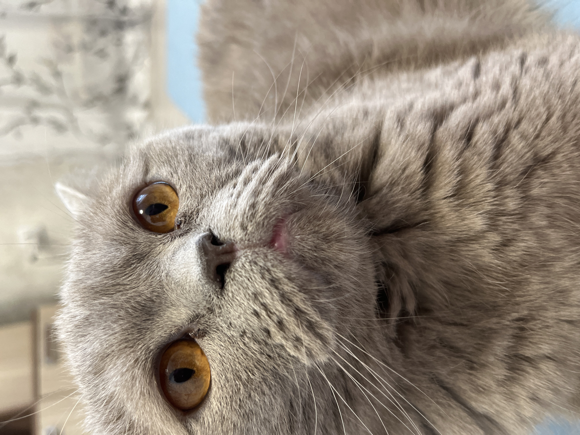 A close-up, upward-angled portrait features a domestic cat, likely a British Shorthair, with soft, dense grey or lilac fur. The cat's large, round eyes are a striking amber-orange color, with vertical pupils reflecting a soft light source. Its small nose is pinkish-grey, and prominent white whiskers fan out from its muzzle. Above its mouth, a small patch of pink skin is visible.
The cat's head is tilted to its right, creating an engaging and curious gaze directly towards the viewer. The background is softly blurred, showing indistinct lighter tones with hints of a light blue patch on the right and a faintly patterned surface on the left, suggesting an indoor setting in Chaikovsky, Russia. The lighting is soft and even, highlighting the texture of the cat's fur. The cat appears calm and alert, possibly observing something or resting. There is no visible text.