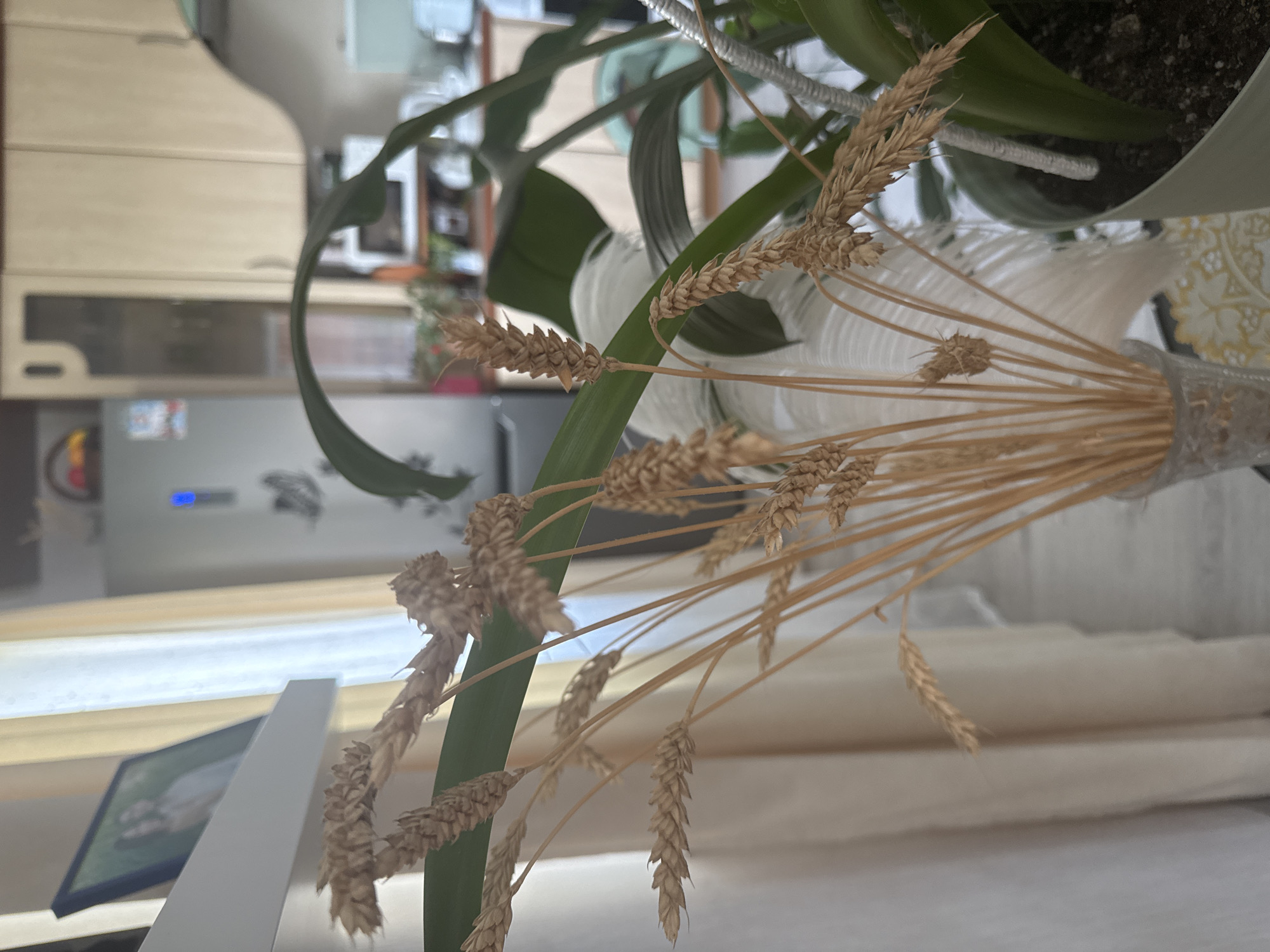 The image depicts an indoor scene with a bouquet of dried wheat stalks in the foreground. The stalks are a golden-brown color and are arranged in a clear glass vase. Behind the wheat, a large green leaf from a houseplant is visible. To the left, a shelf with a framed photograph of two people is mounted on a wall, with beige curtains in the background. Further back, a refrigerator with a blue indicator light is visible, along with kitchen cabinets. The overall impression is of a domestic interior. The presence of a refrigerator and kitchen cabinets suggests the image was taken in a kitchen or dining area. The image does not provide any specific information about the city of Nikolaevka, Russia, or any actions or interactions of people.