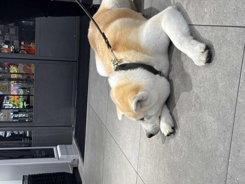 A cream and golden-brown Akita-type dog lies leashed on a light grey tiled floor outside a store in Verona, Italy. The dog's head rests on its front paws, facing left. It wears a dark brown collar with a silver D-ring, to which a black leash is attached, extending towards the right. The lower legs of a person in dark attire are visible to the right, standing near the dog. In the background, grey double glass doors serve as the store entrance, with "ENTRATA" visible on the right door. To the left of the doors, a white electronic anti-theft gate stands next to a stack of black plastic shopping baskets. The store's interior, illuminated and displaying various products, is visible through the glass doors.