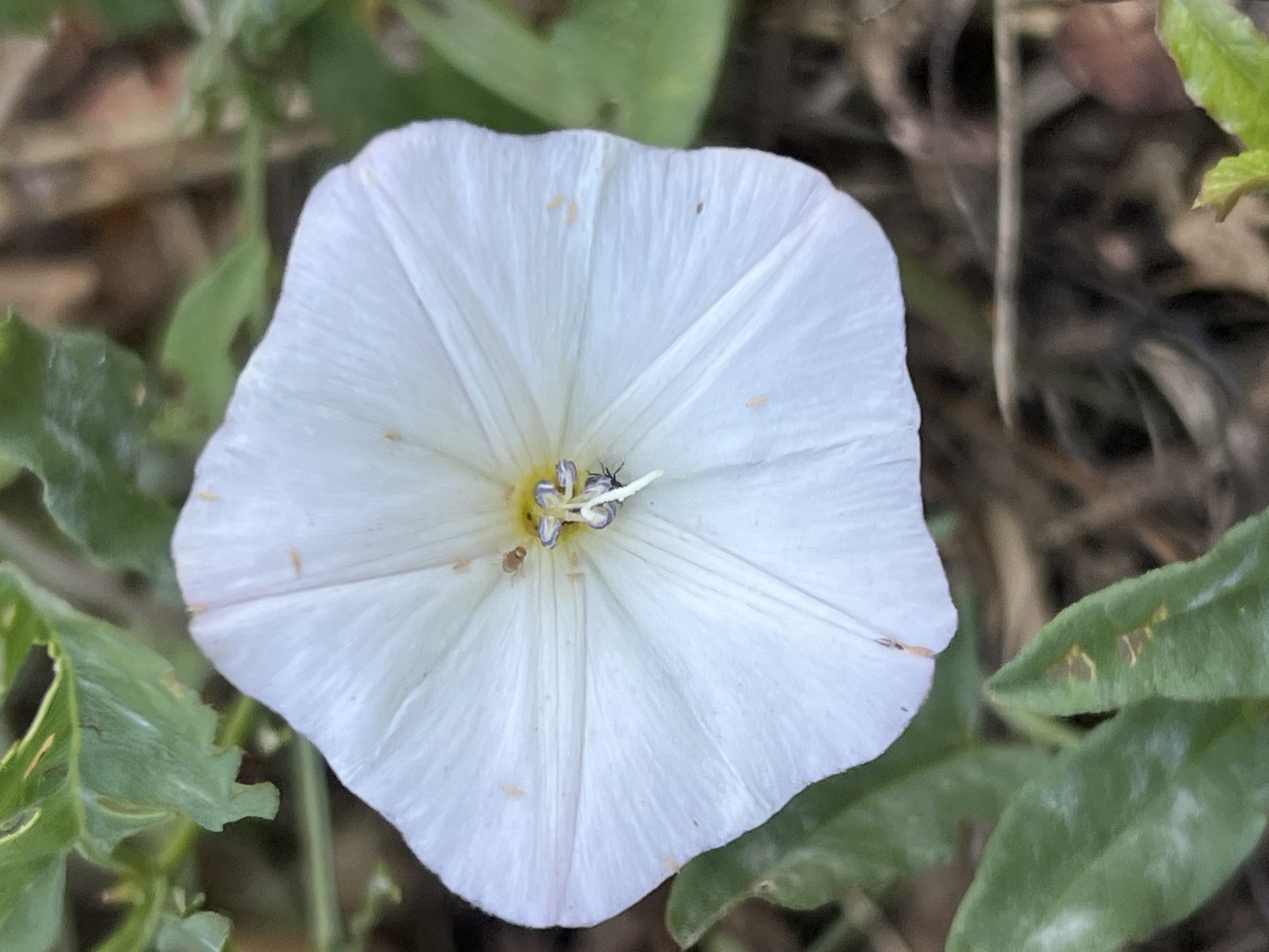 A close-up shot captures a white bindweed flower with delicate petals and a yellow center. The flower is surrounded by green leaves and brown foliage. Tiny insects, possibly aphids, are visible on the petals and near the center of the flower. The scene appears to be outdoors, in a natural setting. The location is described as Bukhuny, Ukraine.
