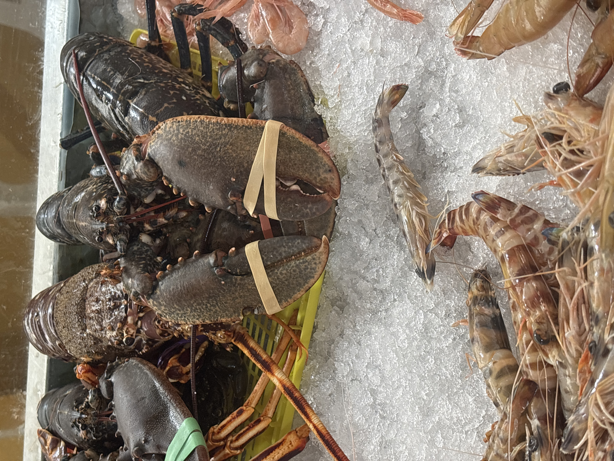 The image shows a close-up view of a seafood display on a bed of crushed ice. In the foreground, a pile of large, striped prawns is visible, some with their heads and tails intact. Further back, several lobsters are displayed. Two of the lobsters have their claws banded with tan rubber bands. One lobster on the left has a green band around one of its legs. The lobsters are dark brown and appear to be whole. The background is out of focus but shows a light-colored surface and a yellow plastic crate. The overall scene suggests a seafood market or restaurant display. The prompt specifically requests information about the location being Tavira, Portugal. Without further context or visual cues within the image itself, it is not possible to confirm or deny this location.
