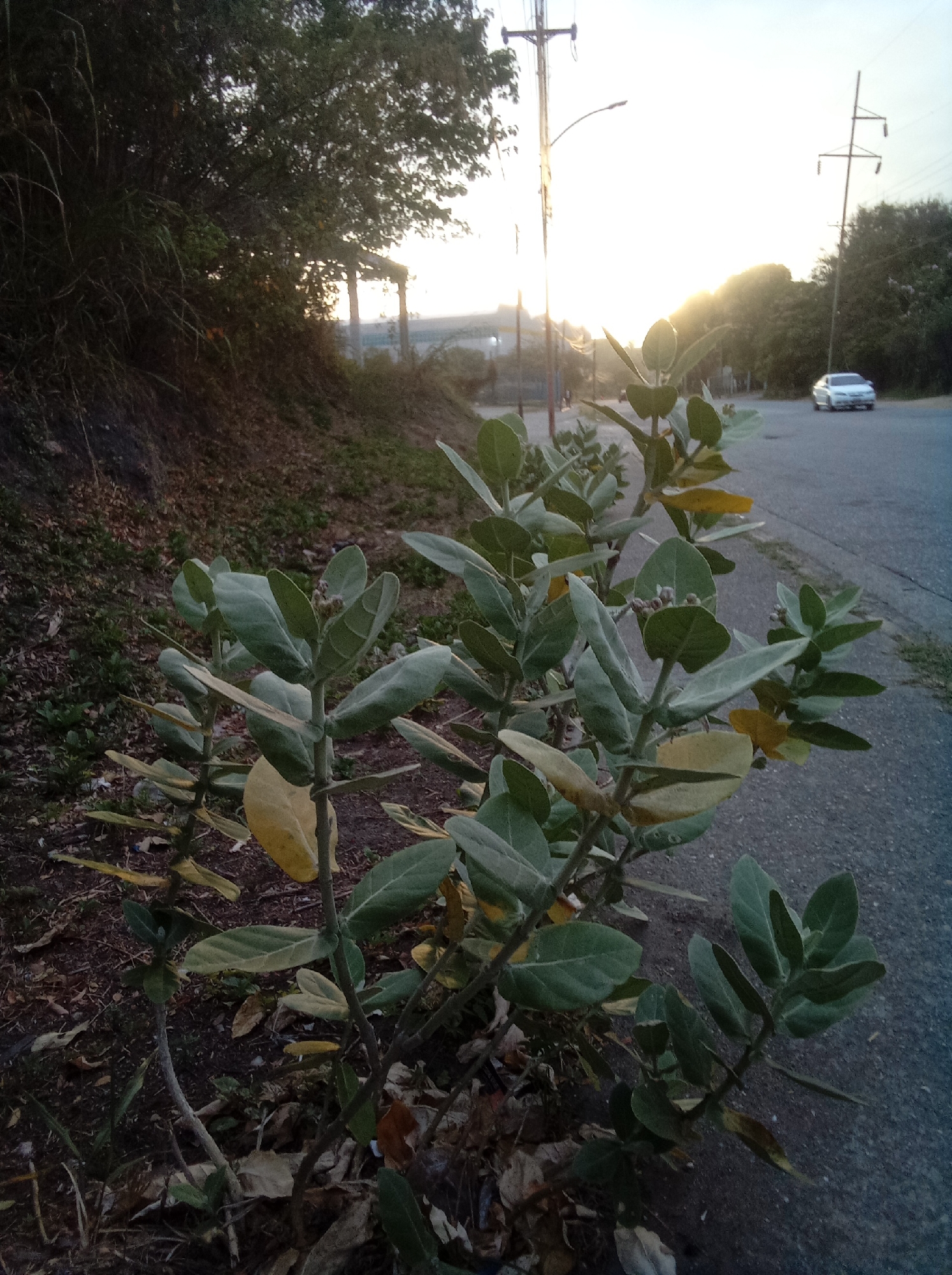 The image depicts a roadside scene in what appears to be a suburban or semi-rural area of Parroquia Guatire, Venezuela. The foreground is dominated by a small, leafy plant with ovate leaves, some of which are yellowing. The plant is growing near the edge of a paved road with a visible curb. Beyond the plant, the road stretches into the distance, where a silver-colored sedan is parked on the right side. Power lines and utility poles are visible above the road. To the left of the plant, there is a bank of vegetation sloping upwards. The light suggests it is either sunrise or sunset. In the distant background, there are structures partially obscured by foliage and atmospheric haze.