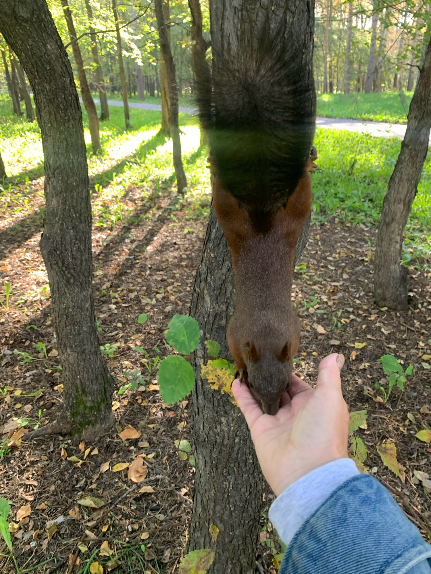 A squirrel is hanging upside down from a tree trunk in a park, eating from a person's outstretched hand. The person is wearing a denim jacket and a grey hoodie. The background shows a sunlit park with trees, green grass, and fallen leaves on the ground, suggesting an autumn setting. The location is described as the city of Prokopyevsk, Russia.