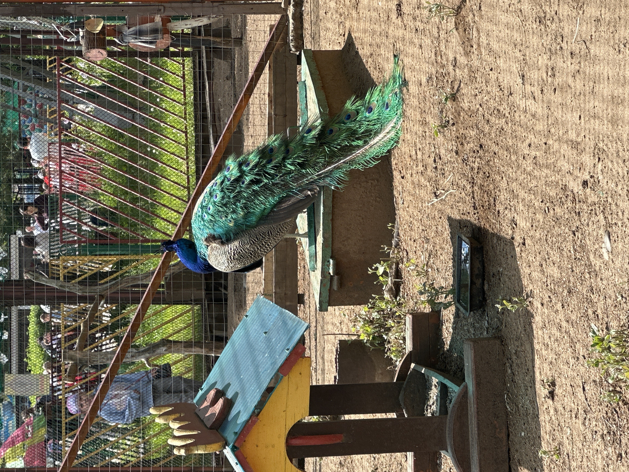 A peacock stands on an elevated platform within an enclosure at an outdoor location in Unknown, Unknown. The bird, primarily blue at the head and neck, has a speckled gray body. Its long, vibrant tail feathers, predominantly green with iridescent blue "eyes", cascade over the side of the platform. The platform appears to be constructed of wooden boards and beams, with a small, partially obscured decorative structure near the peacock. A metal wire fence surrounds the enclosure, and blurred figures can be seen in the background, suggesting the presence of other people nearby. The ground appears to be dirt or gravel. The image is taken at ground level, and the photo is a vertical orientation.