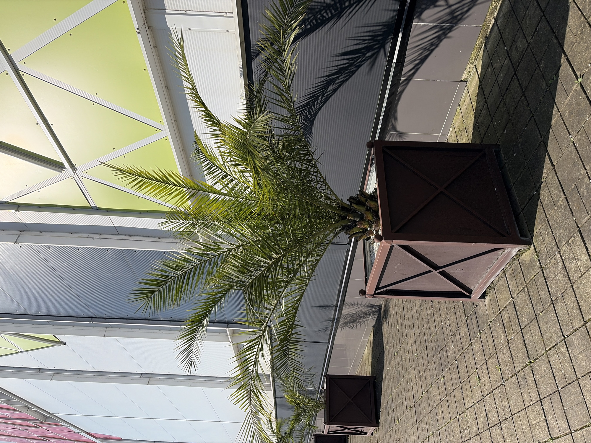 A bright, sunlit outdoor scene features a large palm tree positioned in a dark brown, square planter adorned with an 'X' pattern on its sides. The palm's vibrant green fronds are central, casting long, distinct shadows on a modern building to its left and the paved ground to its right.
The building exhibits contemporary architectural design, with sections featuring translucent light green or yellowish panels arranged in a geometric, possibly triangular, pattern, and other sections with horizontal white or light grey corrugated panels. A darker grey or black corrugated facade is also visible, reflecting sunlight in places.
The ground surface consists of dark grey rectangular pavers, forming a neat, patterned walkway or plaza. Further along the paved area, additional identical dark brown planters are partially visible, suggesting a row of planted trees or shrubs. The sharp, elongated shadows indicate a clear, sunny day, likely morning or late afternoon, given the low angle of the sun. No people are visible, and no specific activities are taking place. The overall impression is that of a well-maintained public or commercial space. No visible text is present.