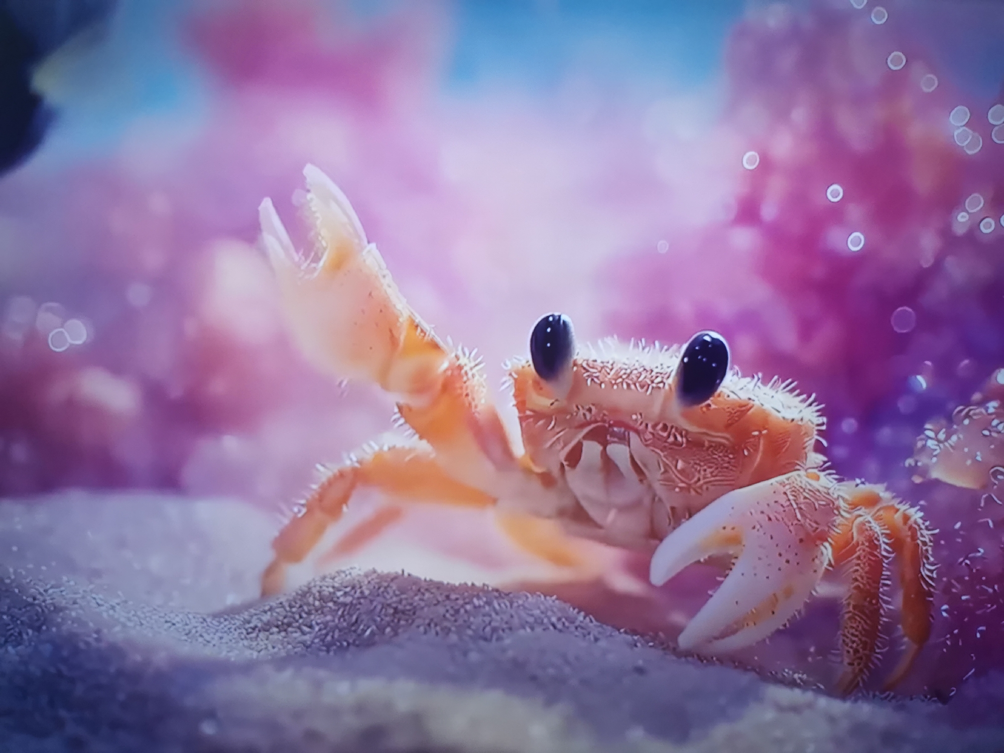 A close-up, low-angle shot captures a small, bright orange crab with black eyes and white-tipped claws, which is posed on sandy ground. The crab is facing the viewer, with its left claw raised slightly. The background is a soft blur of pink and purple hues, with small, out-of-focus circles of light scattered throughout. The overall lighting is soft and diffused. There is no indication of the city of Dnipro, Ukraine, or any urban environment in this image. The scene appears to be underwater, possibly in an aquarium or a natural marine habitat.