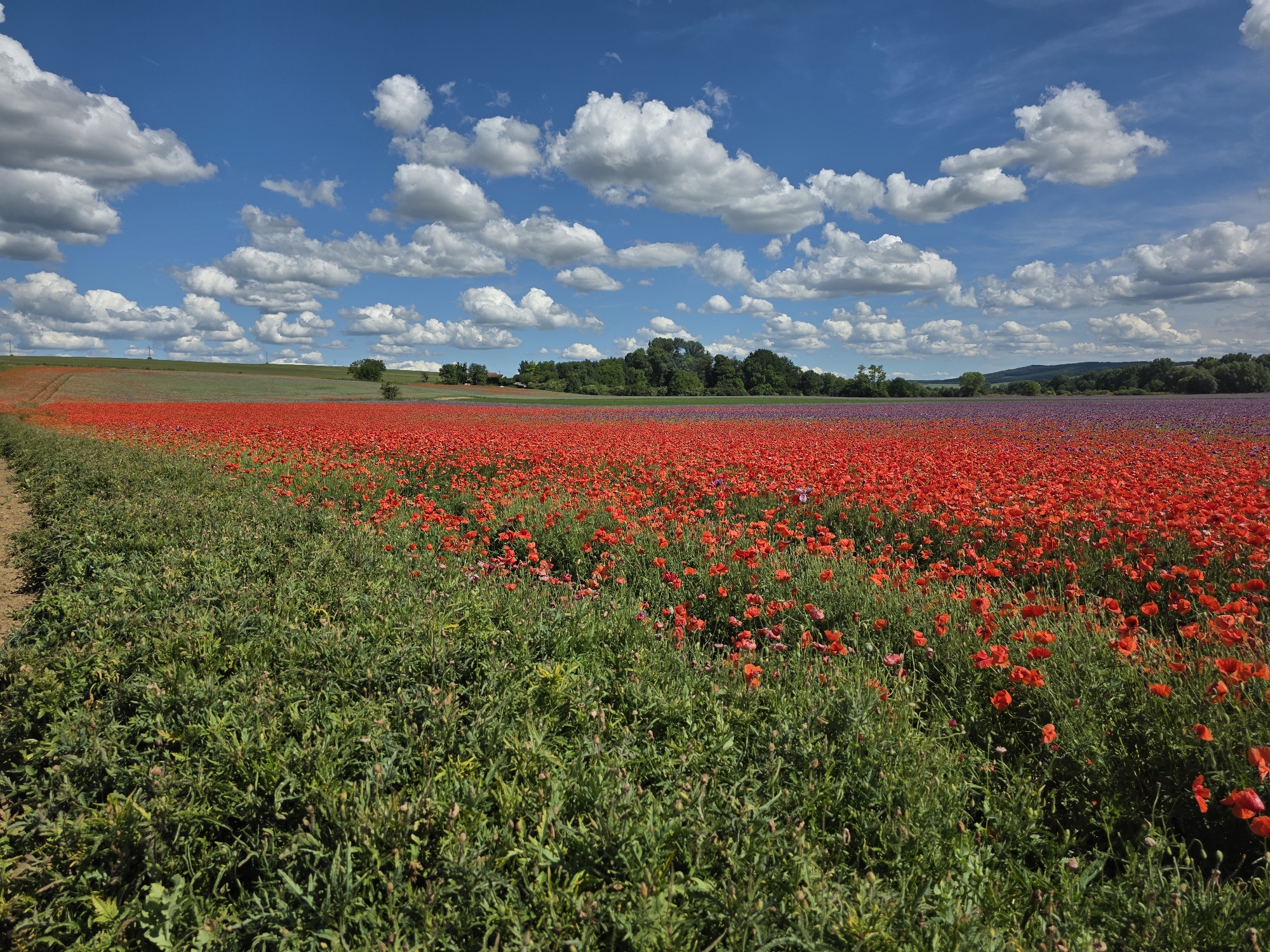 This detailed landscape image, captured in the city of Prietržka, Slovakia, showcases a vast rural expanse under a bright blue sky filled with numerous white cumulus clouds. The foreground features dense green foliage, bordered by a visible dirt path on the far left. Immediately beyond, a massive field of vibrant red poppies extends across the midground. To its right, a distinct section of purple or lavender-colored flowers is visible. The background reveals rolling green fields, clusters of dark green trees, and distant hills. Faint power poles are discernible on the horizon, and a subtle airplane contrail traverses the upper left sky. No human figures or animals are present. The scene is brightly illuminated by direct sunlight, indicating a clear, sunny daytime.