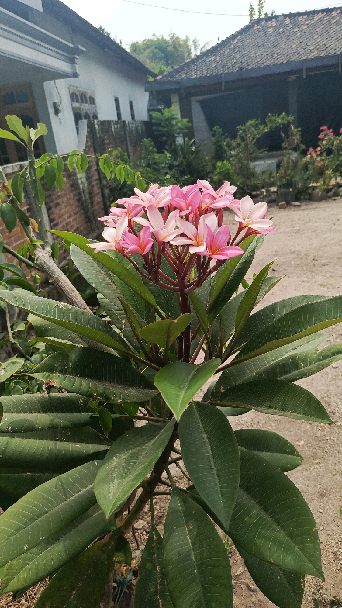 A close-up vertical shot captures a blooming frangipani plant in Kertosari, Indonesia. The plant is in the foreground, with its vibrant pink and white flowers and lush green leaves dominating the frame. The flowers are clustered at the top of the plant, their petals delicately unfurling. The leaves are large and waxy, with prominent veins, and they fan out from the central stem.
In the background, a glimpse of a residential area is visible. A house with a light-colored facade and a dark tiled roof is situated to the left, with a brick wall separating it from the plant. To the right, another building with a dark tiled roof is partially visible, suggesting a suburban or rural setting. The ground is covered in a light-colored gravel or dirt, and some sparse vegetation can be seen beyond the immediate vicinity of the frangipani. The overall impression is one of a tranquil outdoor scene in a residential area.