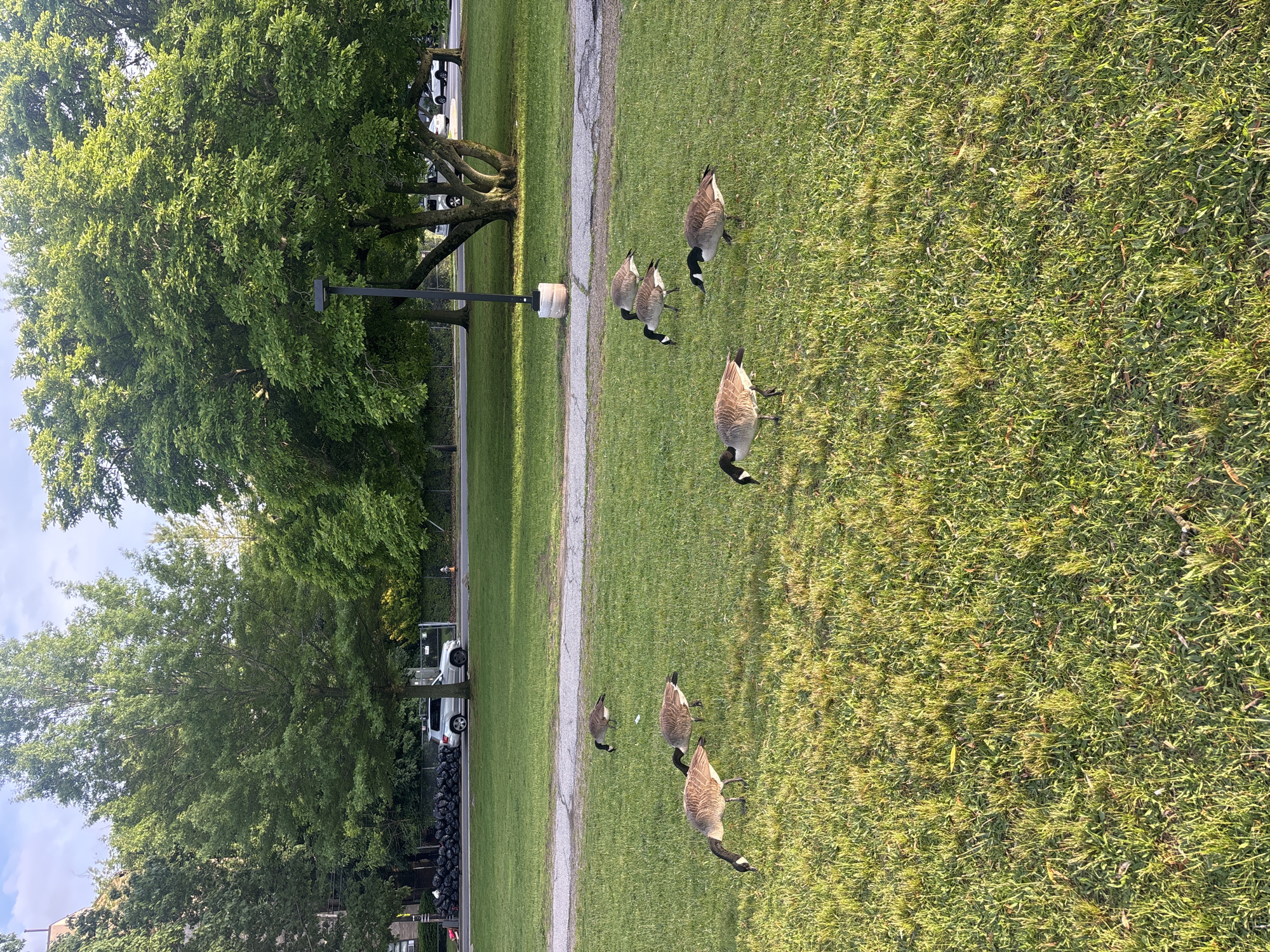 The image depicts a grassy park in the City of New Rochelle, United States of America. Several Canada geese are scattered across the grass, with their heads down as if feeding. A paved path divides the park, and on the other side of the path are trees and a street with parked cars and piled black trash bags near the sidewalk. A light post stands near the trees. The scene appears to be taken during daylight.