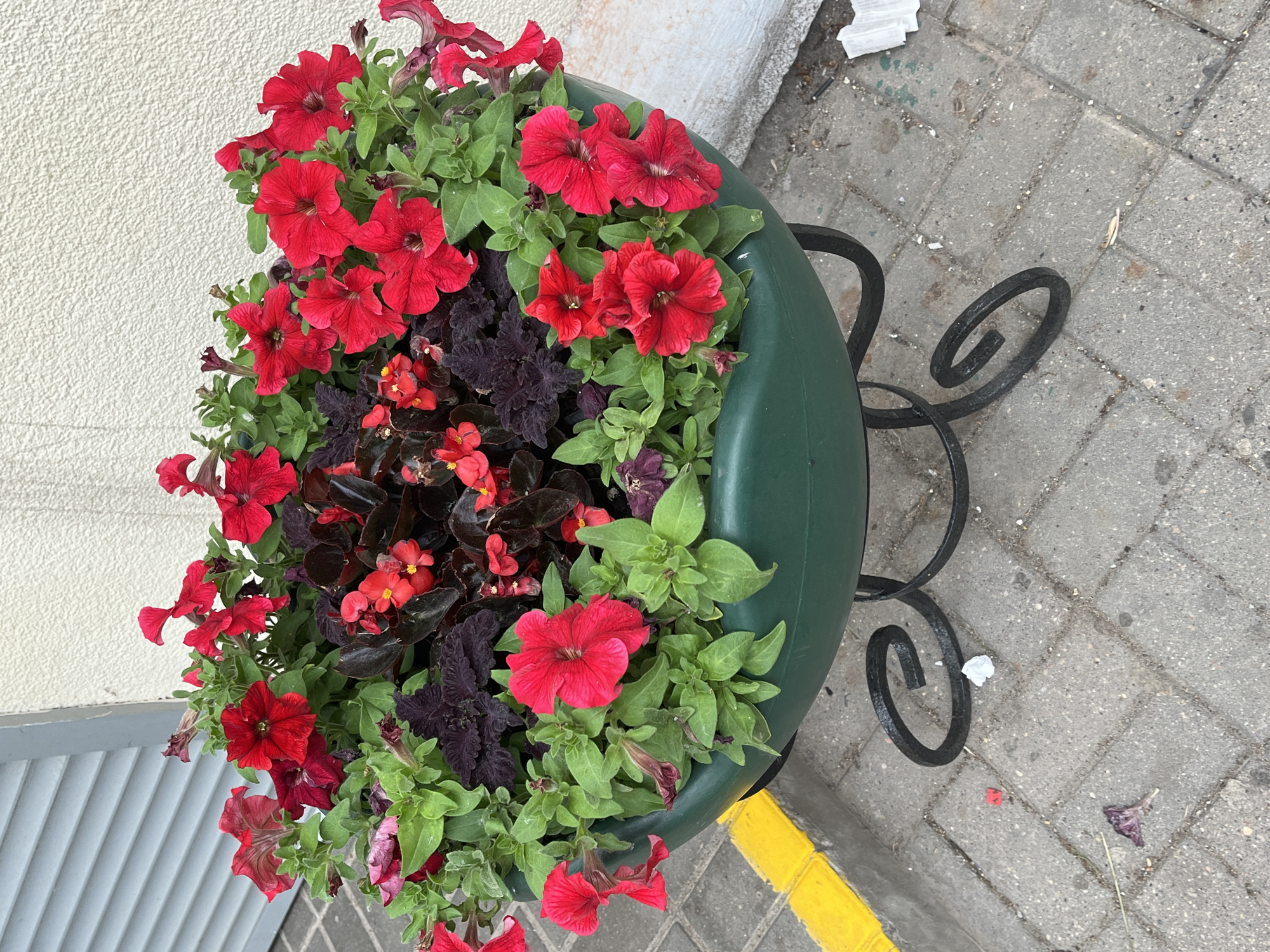 An outdoor, eye-level photograph captures a large, dark green, ovate planter elevated on a black wrought-iron stand featuring decorative scrollwork. The planter is densely filled with various flora, predominantly bright red petunia-like flowers, smaller dark red begonia blossoms, and foliage including dark purplish, ruffled leaves and numerous light green, ovate leaves. The ground beneath the planter consists of grey rectangular concrete pavers, exhibiting minor litter such as crumpled white tissue paper and a withered purple flower petal. A bright yellow painted line or curb is visible on the paved surface to the lower left. The background features a light grey horizontal slatted structure on the left and a textured, off-white building wall on the right. The scene is illuminated by diffuse daylight, indicating an overcast sky or indirect lighting. No individuals or active subjects are present. The image depicts an urban street scene in the city of Minsk, Belarus.