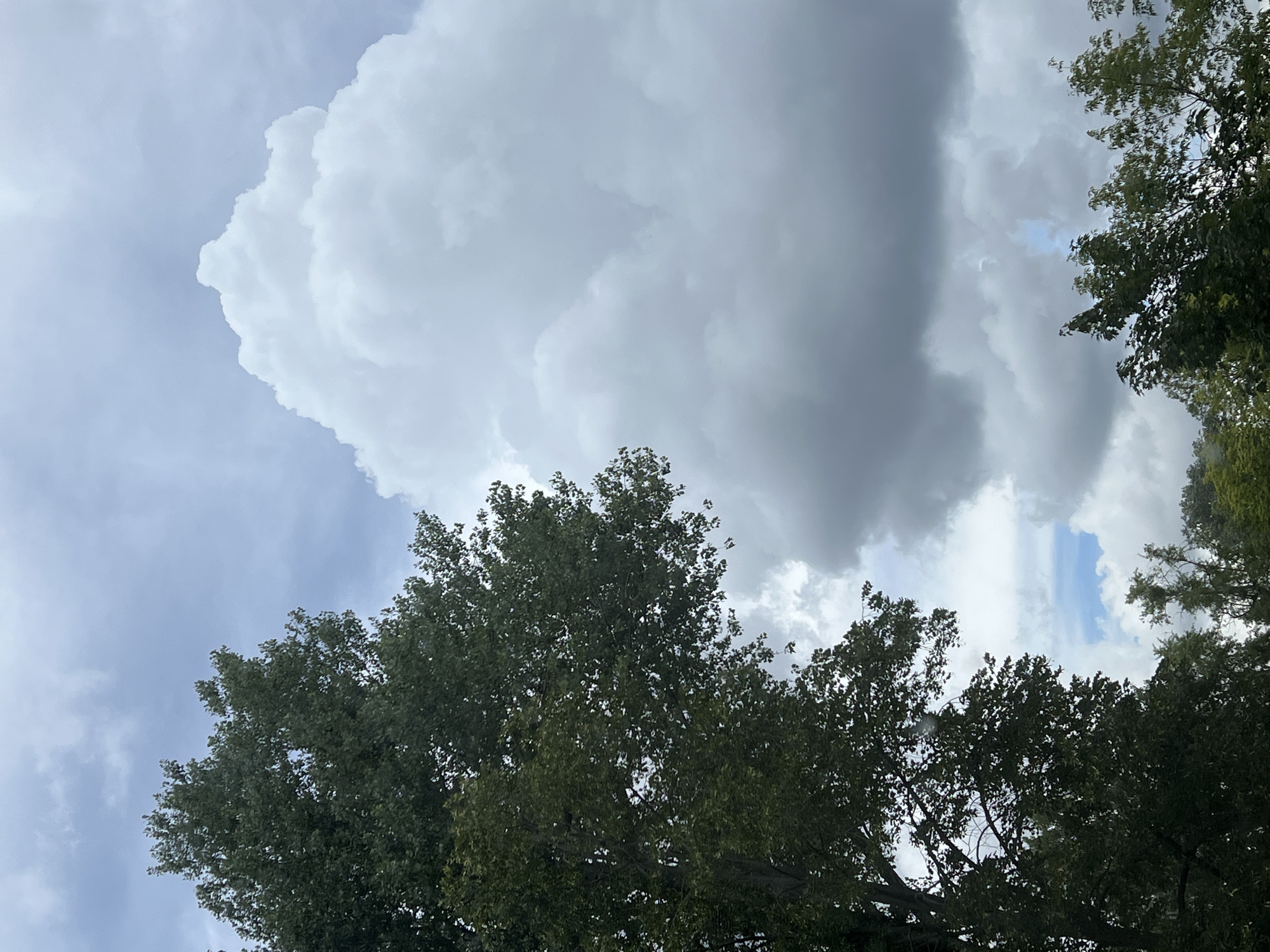 This is a vertical, eye-level shot of a cloudy sky with trees in the foreground. On the left, a large, dark green tree dominates the frame, its branches and leaves obscuring much of the sky. To the right of this tree, a massive, bright white cumulus cloud is prominently displayed against a lighter gray sky. The bottom of the frame shows the tops of more trees. The scene appears to be outdoors, likely in a park or natural area within Warsaw, Poland, given the context. No people or actions are visible.