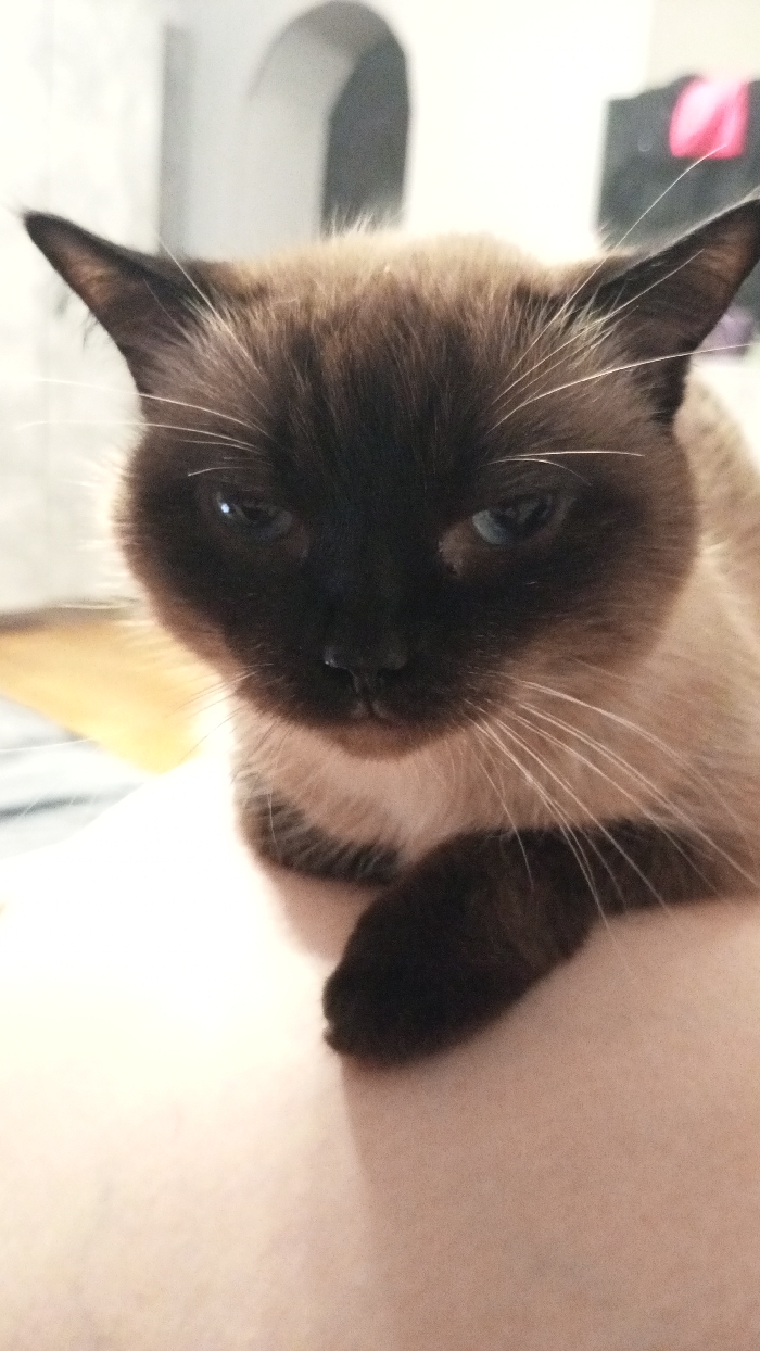 A colorpoint domestic cat, exhibiting classic Siamese-like markings, is depicted in a medium close-up. The cat features a dark brown facial mask, ears, and visible front paws, contrasting with light tan or cream-colored body fur. Its light blue eyes are partially squinted, and white whiskers extend from its muzzle. The cat's black nose is visible. It is positioned on a light, possibly skin-colored or light fabric surface, with its front paws resting downwards. The background is out of focus, revealing a light wall or surface with a distinct dark arched opening towards the center-right. Further to the right, a dark, indistinct object with a reddish-pink fabric element draped over it is partially visible. To the left of the cat's head, a blurry, lighter brown or yellow area is present. The image does not contain any specific visual information to determine its precise location within the city of Saratov, Russia.