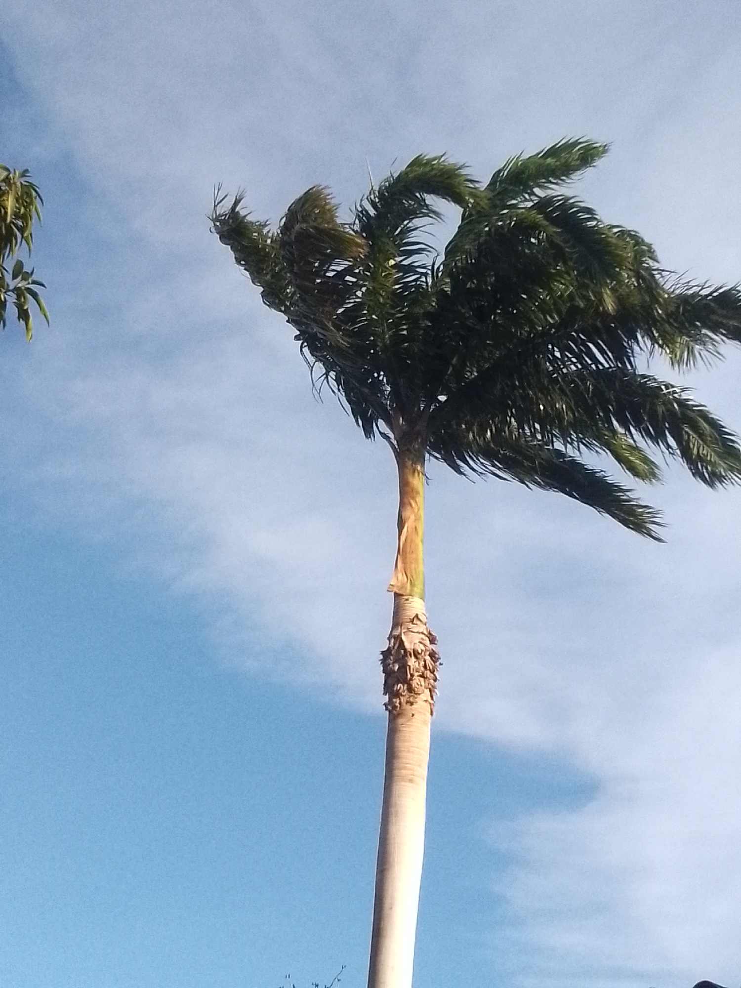 A tall palm tree stands prominently against a bright blue sky with scattered white clouds. The tree's trunk is smooth and light-colored, tapering slightly towards the top where a reddish-brown crownshaft is visible. Below the crownshaft, the trunk shows a rougher texture from fallen fronds. The dense green fronds at the crown are actively being swept to the right by a strong wind, indicating breezy weather. Part of another green-leafed plant or tree is visible on the far left edge of the frame. The lighting suggests it is daytime, possibly morning or late afternoon. The scene depicts a natural landscape in Juan Griego, Venezuela, with no people or visible text.