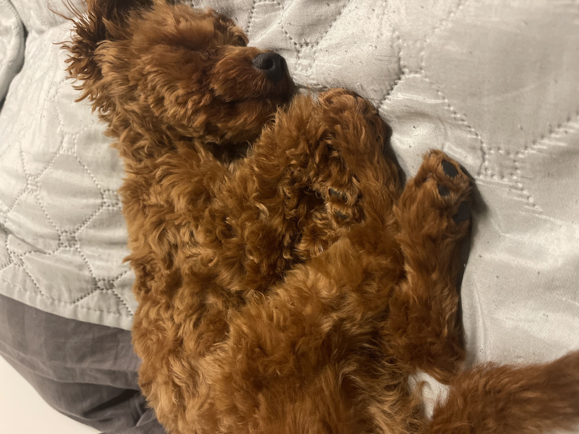 A reddish-brown, curly-haired dog is sleeping on a light grey, quilted bedspread. The dog is curled up with its paws near its head, its nose is visible, and its eyes are closed. The image focuses on the dog and the bedspread, with a suggestion of the underlying bed. There is no indication of the location being Sofia, Bulgaria, or any signs of people or actions.