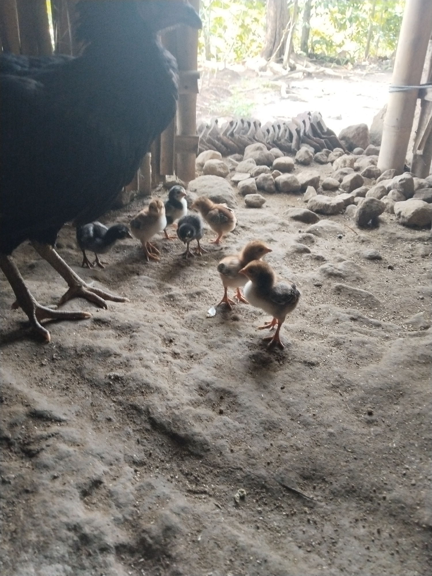 The image shows a hen and her chicks in a partially enclosed, possibly rural setting in Unknown, Unknown. The hen, a large black bird, stands at the left edge of the frame. A group of chicks are positioned in the foreground, varying in color from brown to gray. The ground is dirt and stones. Background elements suggest a building construction. Outside the building is a natural environment with vegetation.