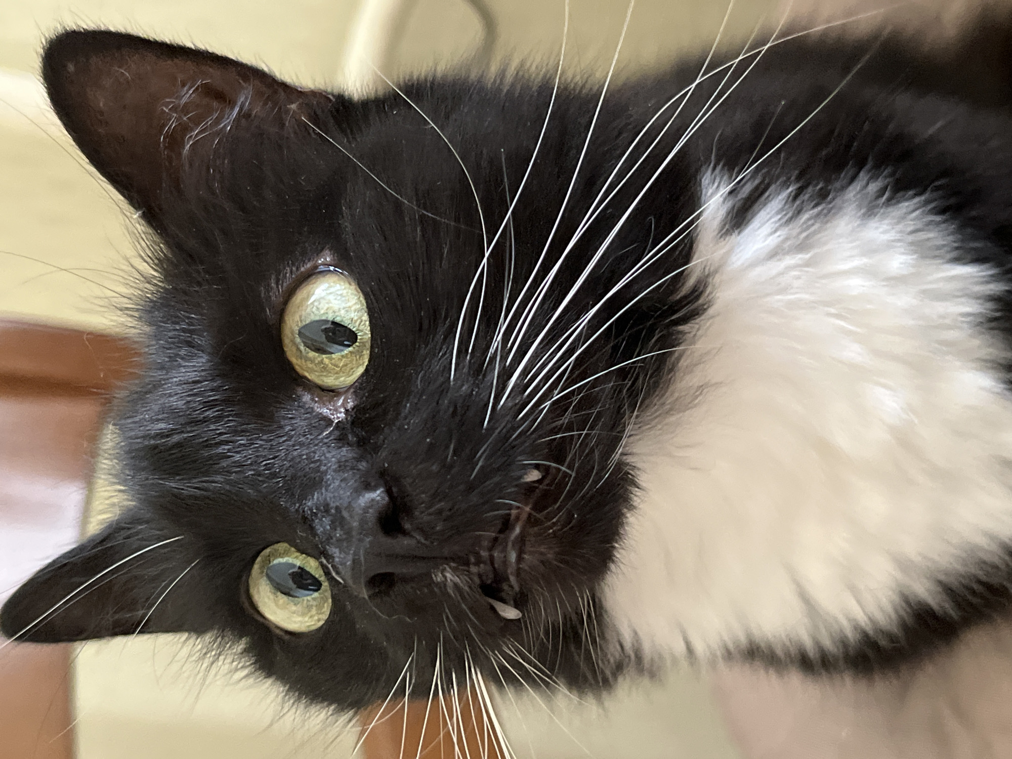 A close-up, eye-level, head-and-shoulders shot captures a black and white cat with wide, green eyes and protruding fangs. The cat's mouth is slightly open, revealing its teeth and tongue. The background is softly blurred, showing a warm, light brown tone, likely an indoor setting with diffused lighting. The cat's whiskers are long and white, fanned out from its nose and cheeks. Its fur is black on its head, back, and sides, with a stark white chest and bib. The image does not provide any information about the city of Ivanteyevka, Russia.