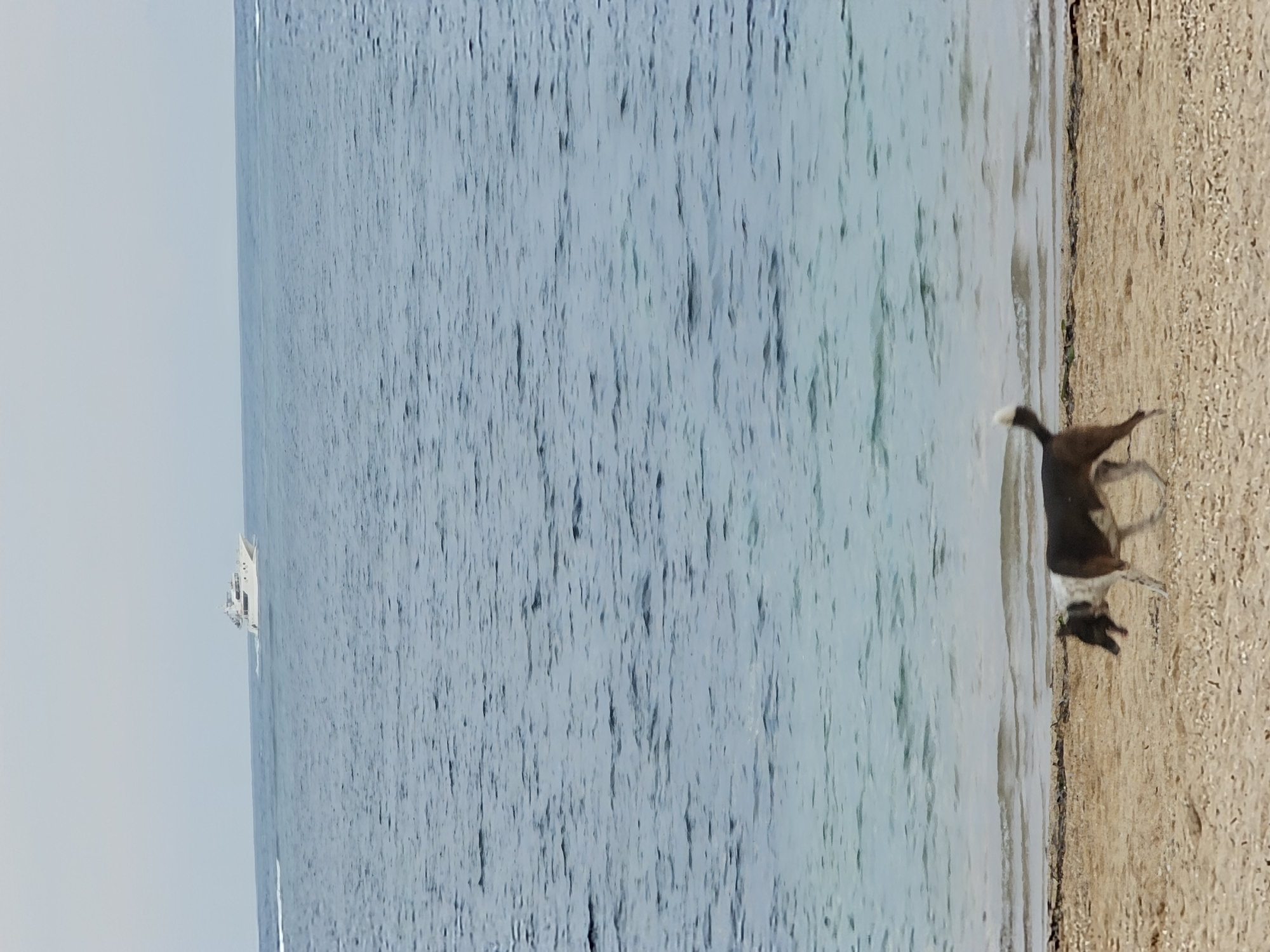 A medium-sized dog with brown and white markings walks along a sandy beach. The dog is in profile view, facing left with its mouth open. The water is a mix of blue and turquoise, with gentle waves lapping at the shore. In the distance, a white yacht sails on the calm sea under a hazy sky. The image appears to be taken on a beach in Denpasar, Indonesia, a popular tourist destination known for its beautiful coastlines.