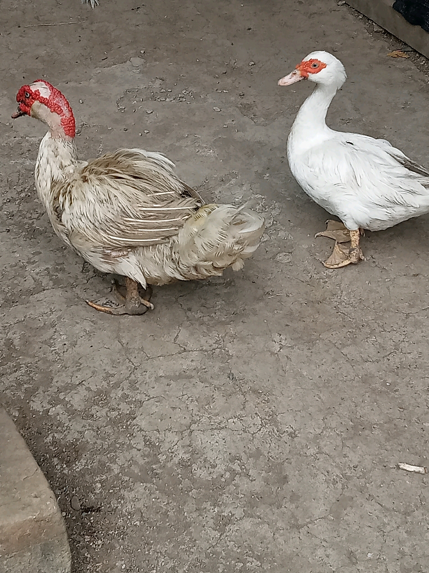 Two ducks stand on a grey concrete surface. The duck on the left is speckled white and brown with a red face and neck. The duck on the right is entirely white with a red and orange face. The environment appears to be outdoors, possibly in a rural or semi-urban area in Trenggalek, Indonesia, given the concrete ground and the presence of domestic fowl. No people are visible in the image.