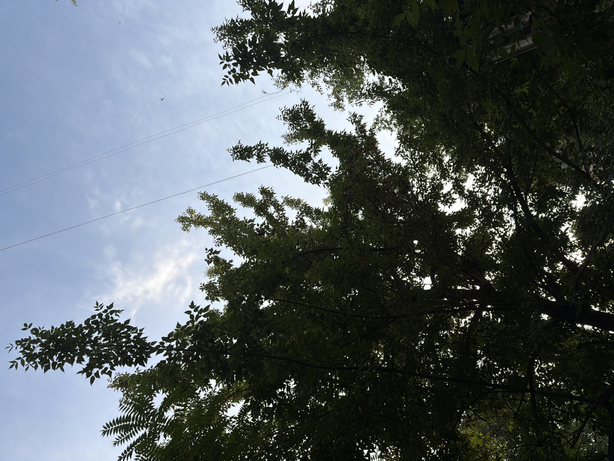 The image depicts an upward-looking view of trees against a sky. The subjects are trees with dense green foliage, silhouetted against a bright sky. The scene is set outdoors, with the perspective suggesting a ground-level view looking up.
There are no people or specific objects clearly visible, other than the natural elements of the trees and the sky. Two thin, parallel lines, likely power or telephone wires, stretch diagonally across the sky. Two small, dark shapes in the sky could be birds in flight, but they are too indistinct to confirm. The lighting suggests it is daytime, with the sun likely diffused by clouds or the leaves, as the sky exhibits a soft, even brightness with some wispy clouds. The weather appears to be fair.
No specific location cues are immediately apparent beyond what is suggested by the presence of overhead wires and the type of foliage, which is typical of many temperate regions. The overall mood is calm and natural, focusing on the interplay of light and shadow through the leaves and the expanse of the sky. No visible text is present in the image.