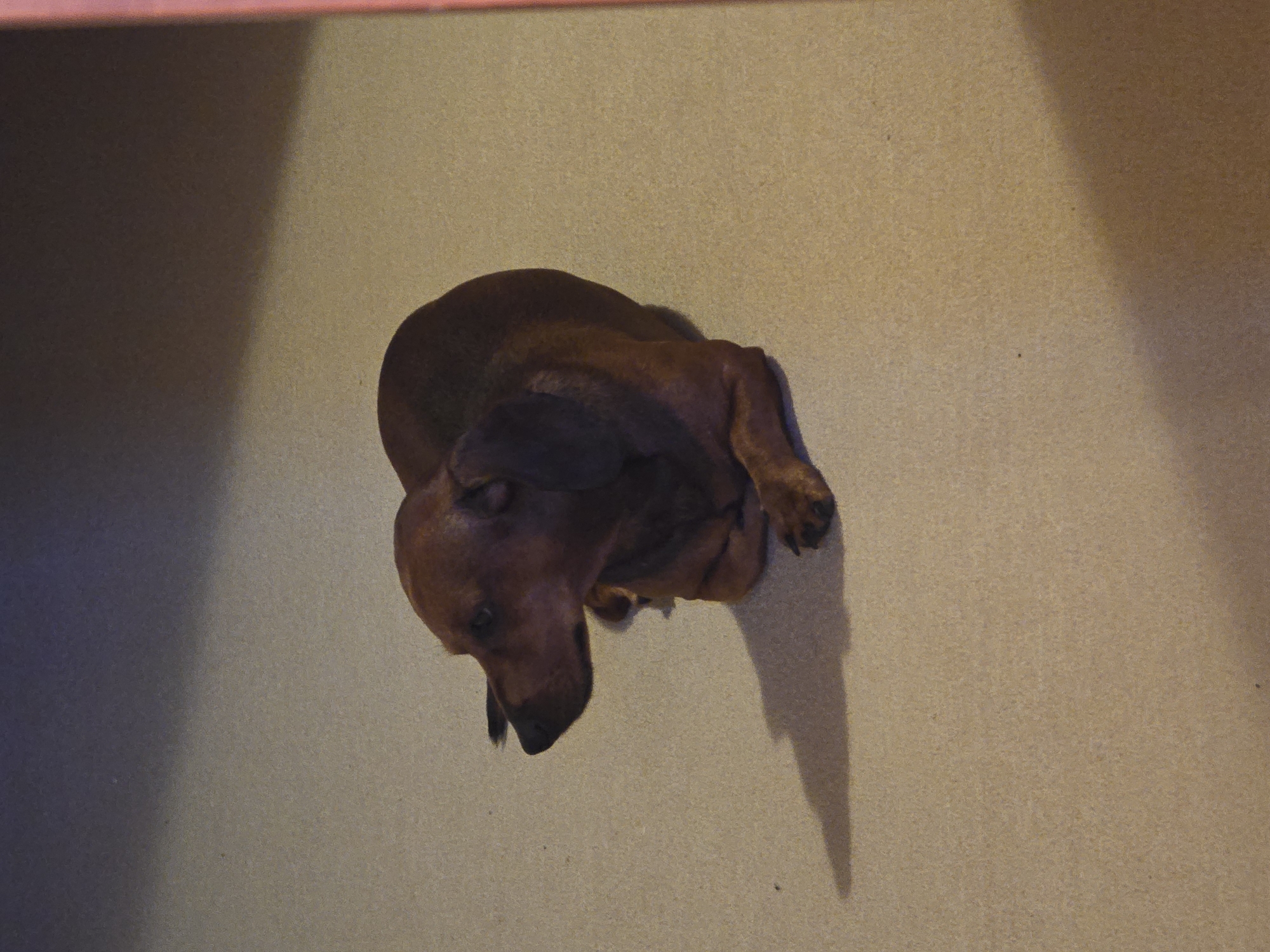 In Golyanovtsi, Bulgaria, a brown dachshund dog is lying on a light brown carpeted floor. The dog is curled up with its head turned to the left, facing away from the camera. A shadow of the dog is cast to its left. The lighting in the room is dim, with a dark shadow covering the upper portion of the image and a pinkish border visible on the right edge.