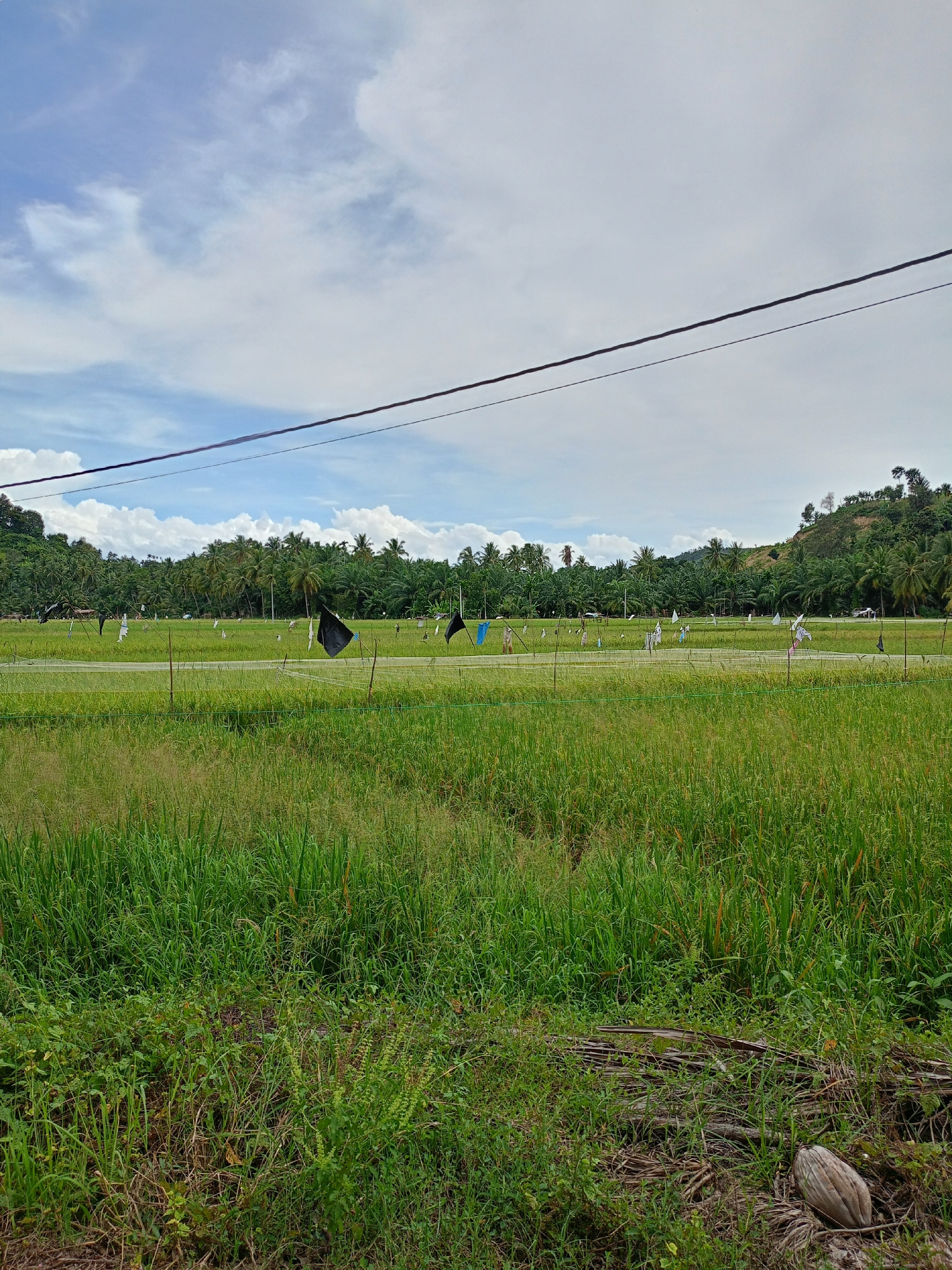 The image shows a rice field in Palohpanyang, Indonesia. The field is predominantly green, with taller grasses in the foreground. Scattered throughout the rice field are various scarecrows adorned with flags of different colors, possibly intended to deter birds. In the distance, trees, including coconut palms, are visible, forming a backdrop to the field. A small hill is also present on the right side of the backdrop. Two parallel electrical wires are overhead. The sky is cloudy, with patches of blue visible. In the lower right corner, there is a coconut on the ground.