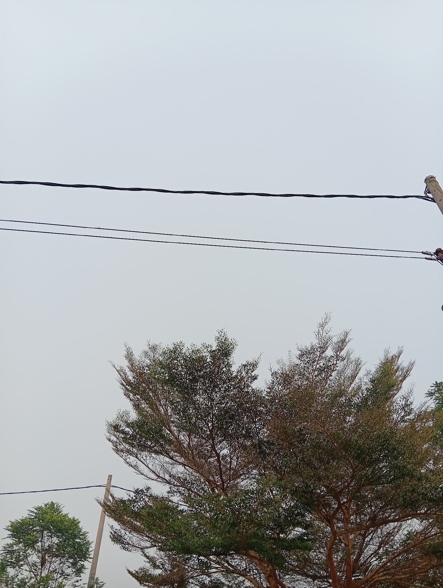 The image displays a cloudy sky with two power lines running horizontally across the frame. In the lower portion of the image, the crowns of several trees are visible, with a larger tree dominating the center and right side. The trees have a mix of green and brown foliage, suggesting a possible seasonal change or a particular species. To the right, a portion of a wooden utility pole is visible, supporting the power lines. In the background, a lighter shade of the sky indicates overcast conditions. The scene appears to be an outdoor, possibly urban or semi-urban, environment. There are no people or animals present in the image. The composition is a low-angle shot looking upwards towards the sky and trees.