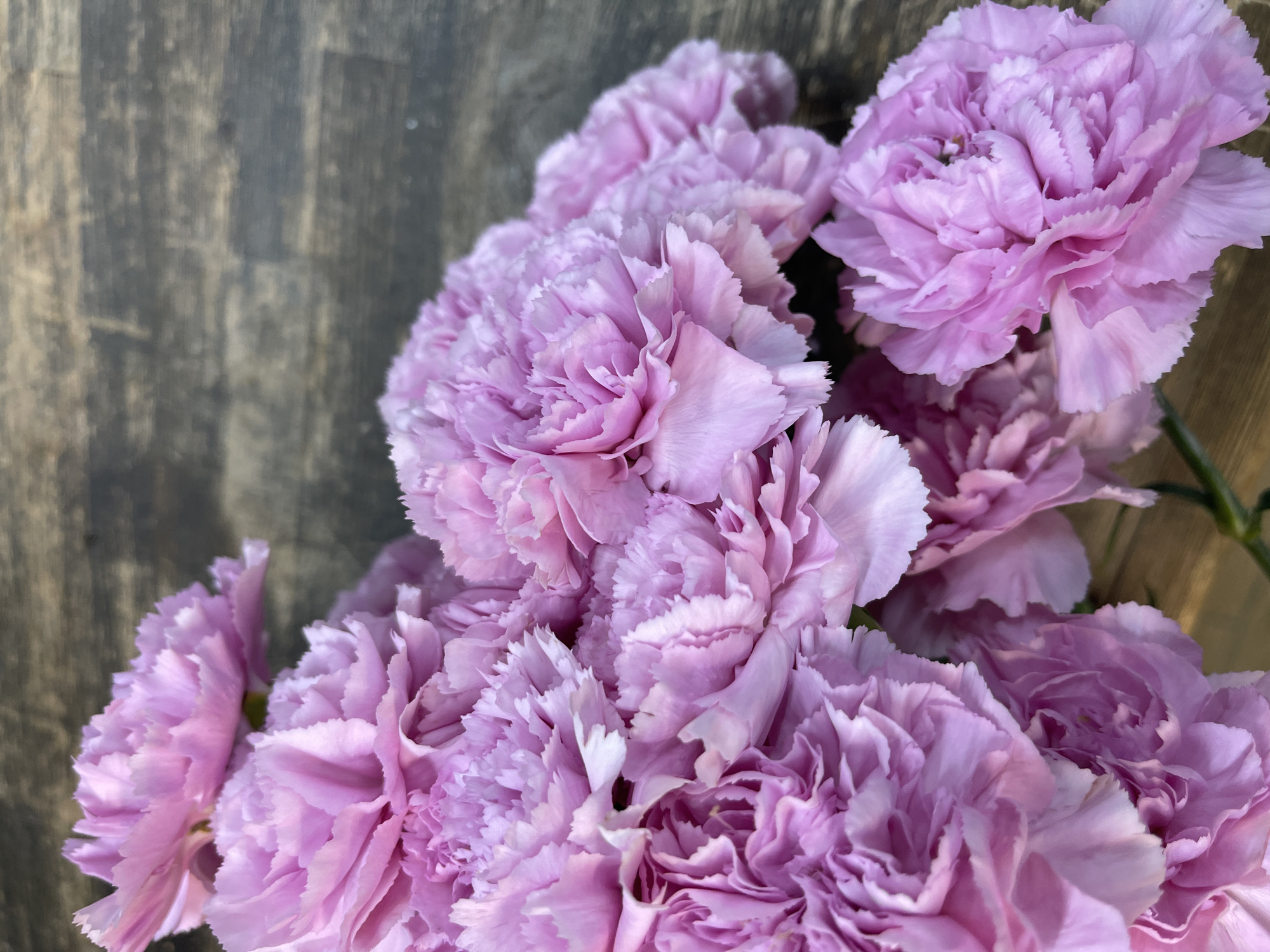 A close-up, overhead shot captures a cluster of pale pink carnations arranged on a rustic, dark wood surface. The flowers are densely packed, with their ruffled petals creating a textured, layered effect. Some petals are edged with white, adding subtle variation to the blooms. The wood surface exhibits a visible grain and appears to be made of planks, suggesting an outdoor setting or a decorative element within a building. The lighting is soft, highlighting the delicate details of the flowers. The image does not contain any individuals or discernible human activity, and there is no information to link it to the city of Kommunarka, Russia.