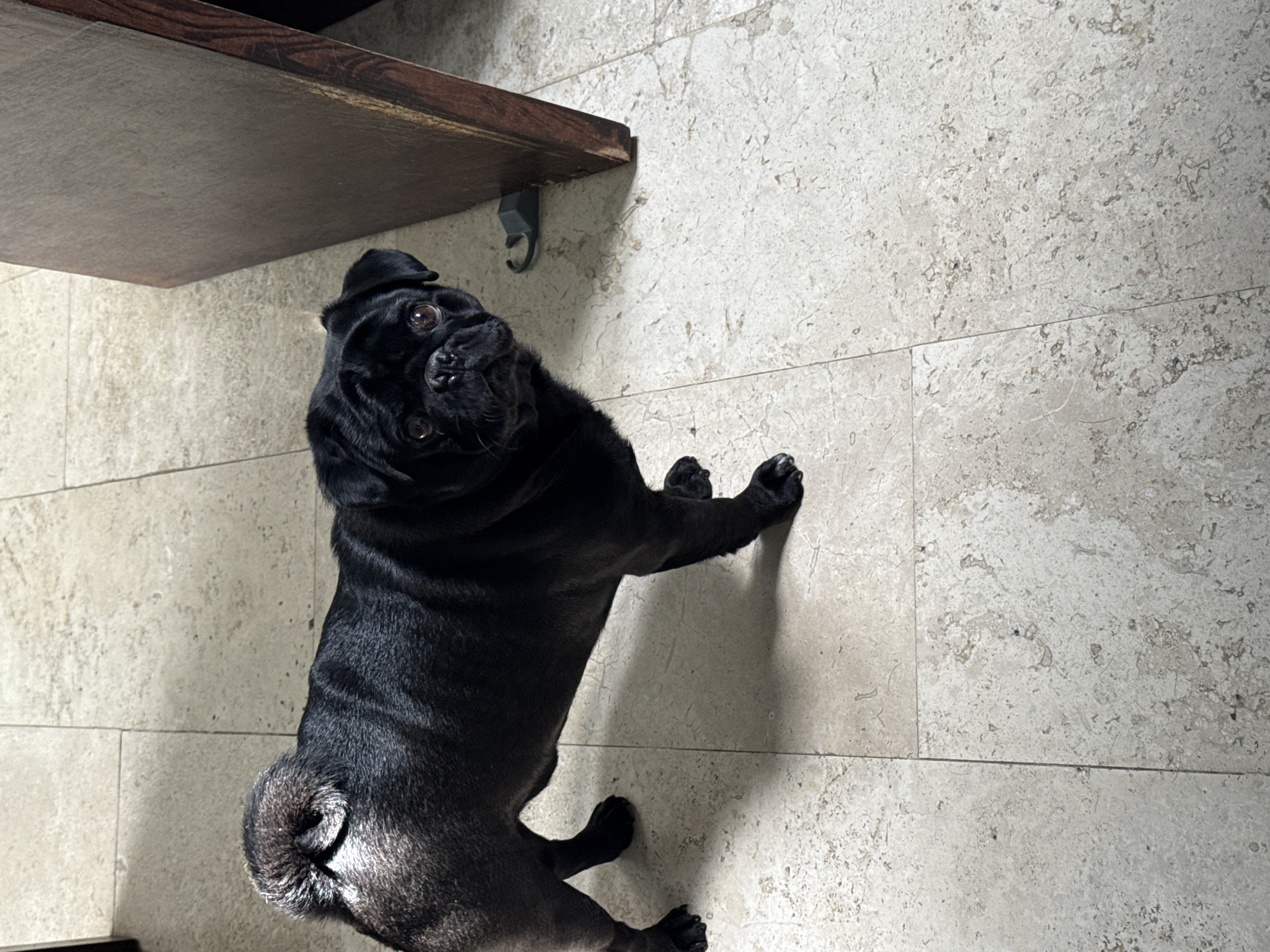 A black pug stands on a light-colored tiled floor, looking up at the camera. A dark brown wooden shelf with a metal bracket is visible in the upper left corner of the image. The location is not discernable from the image.