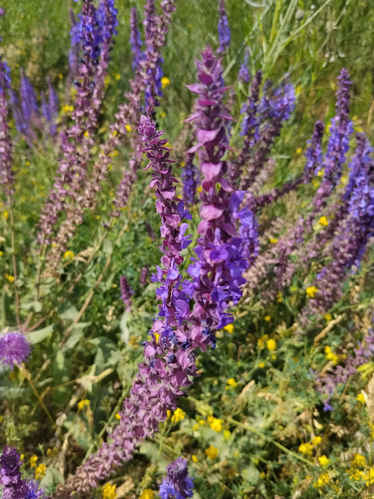 In a close-up, vertical shot, tall spires of purple flowers dominate the frame. These flowers, likely lavender or a similar variety, are clustered tightly along thin stems, with smaller, individual blooms forming the spiky appearance. Interspersed among the purple stalks are delicate yellow wildflowers, adding pops of color to the scene. The background is a blur of green foliage and stems, suggesting a natural outdoor setting, possibly a field or garden, with ample sunlight. The focus is sharp on the central purple flowers, while the surroundings fade into a soft bokeh.