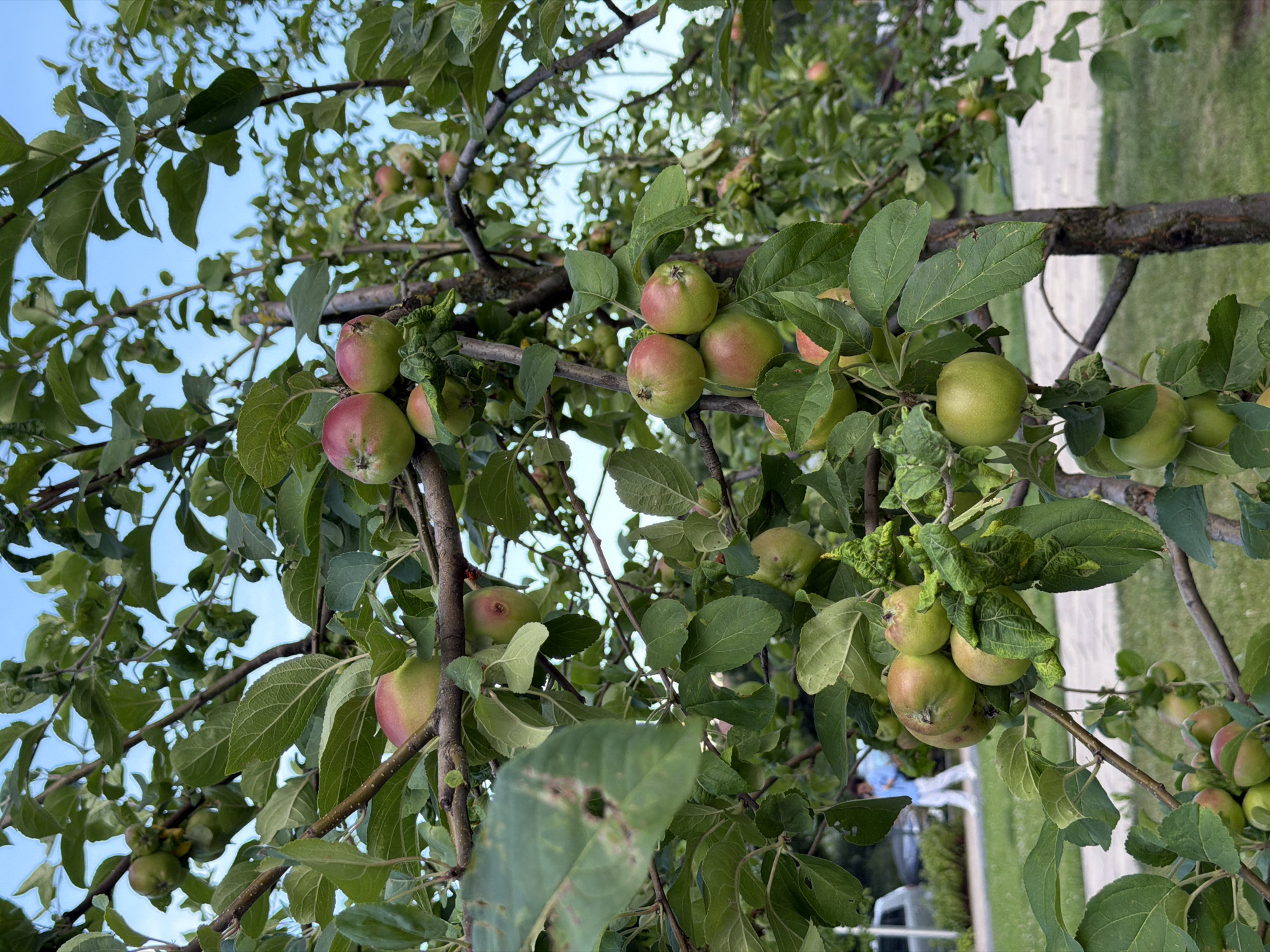 An apple tree laden with ripe, red and green apples, bearing fruit on numerous branches, is captured in a close-up, eye-level shot. The tree is lush with vibrant green leaves, some showing signs of minor damage. The branches are sturdy and brown, supporting clusters of apples in various stages of ripeness. In the background, a person in a blue shirt and white pants is walking on a paved path adjacent to a grassy area. A portion of a light-colored vehicle is visible on the left side of the frame. The sky above is a clear blue. The scene appears to be outdoors, possibly in a park or a residential area in Kyiv, Ukraine.