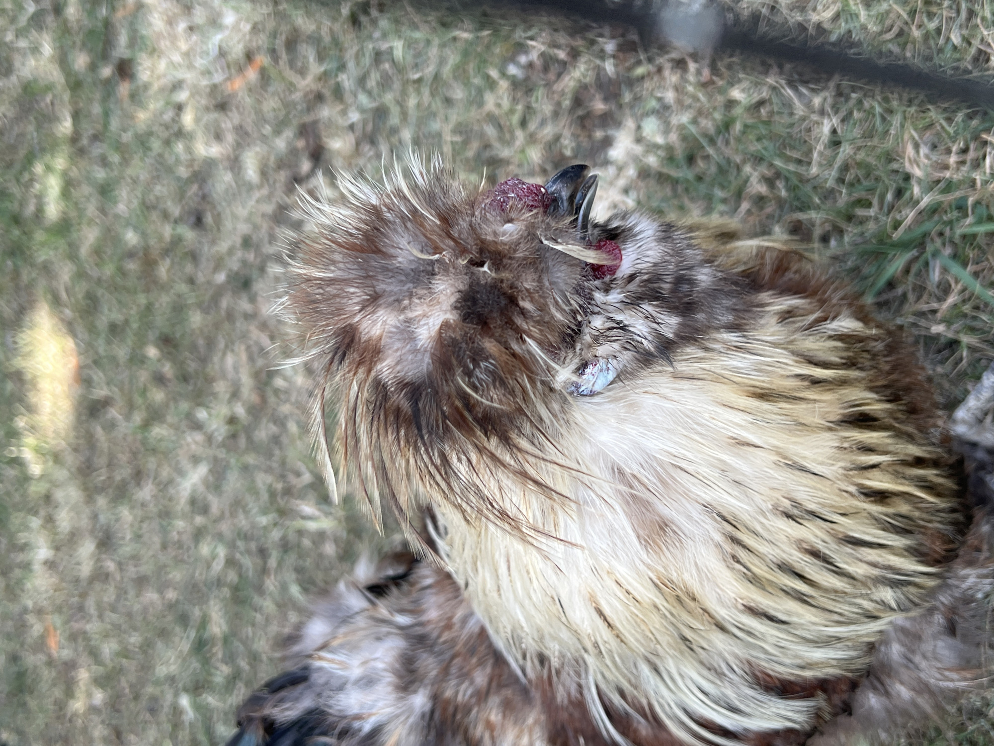 A brown and white chicken with fluffy feathers and a red comb is shown in a close-up shot. The chicken is facing to the right, with its beak slightly open. The background is blurred, showing a grassy area. No location in Vilnius, Lithuania is provided.