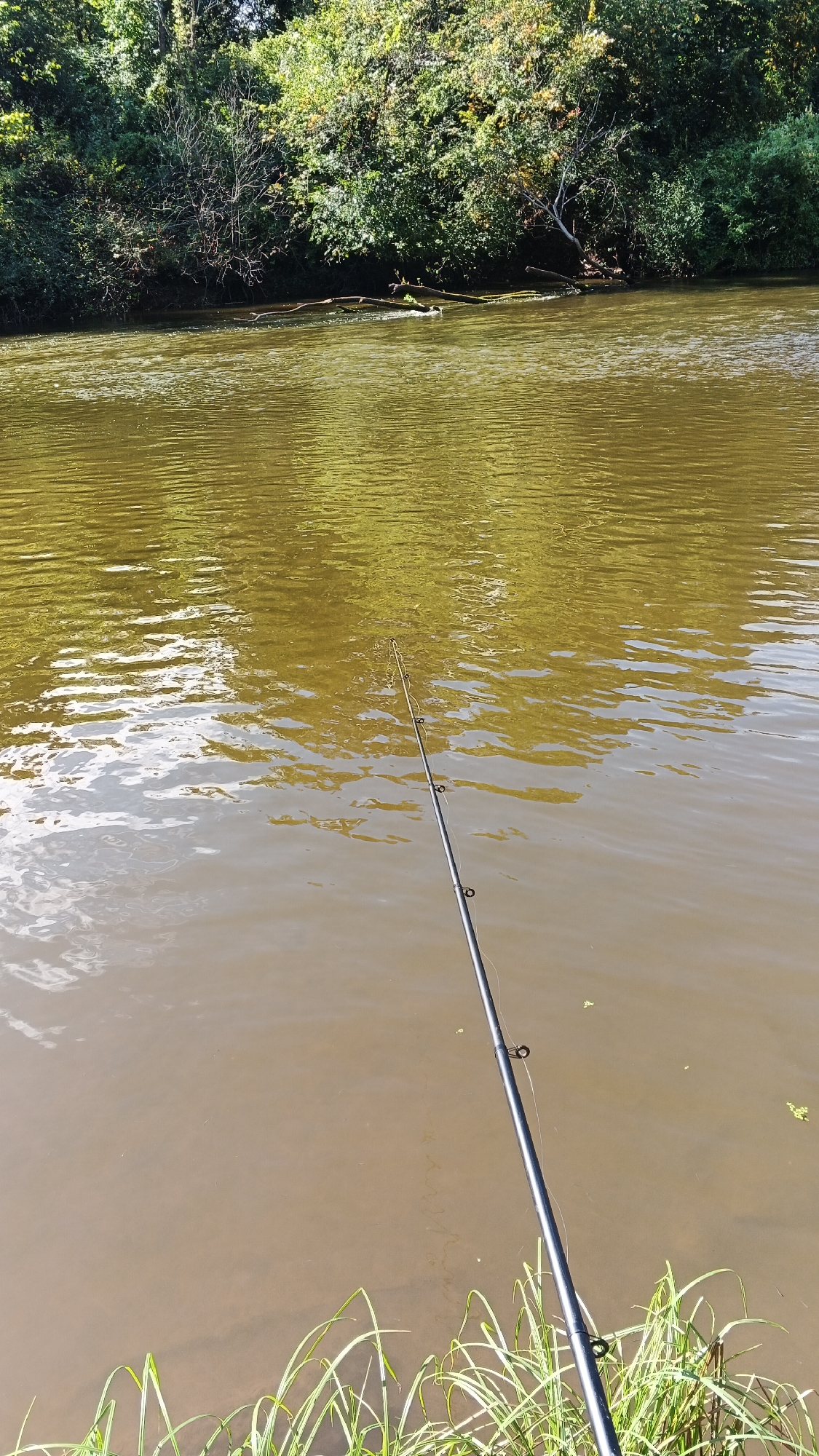 This is a first-person perspective, eye-level shot of a fishing rod cast into a murky, brown river. The water's surface is rippled and reflects the green foliage of trees on the opposite bank. The riverbank in the foreground is lined with tall, green grass. The sky is not visible. The scene is set in the city of Timeevo, Russia.