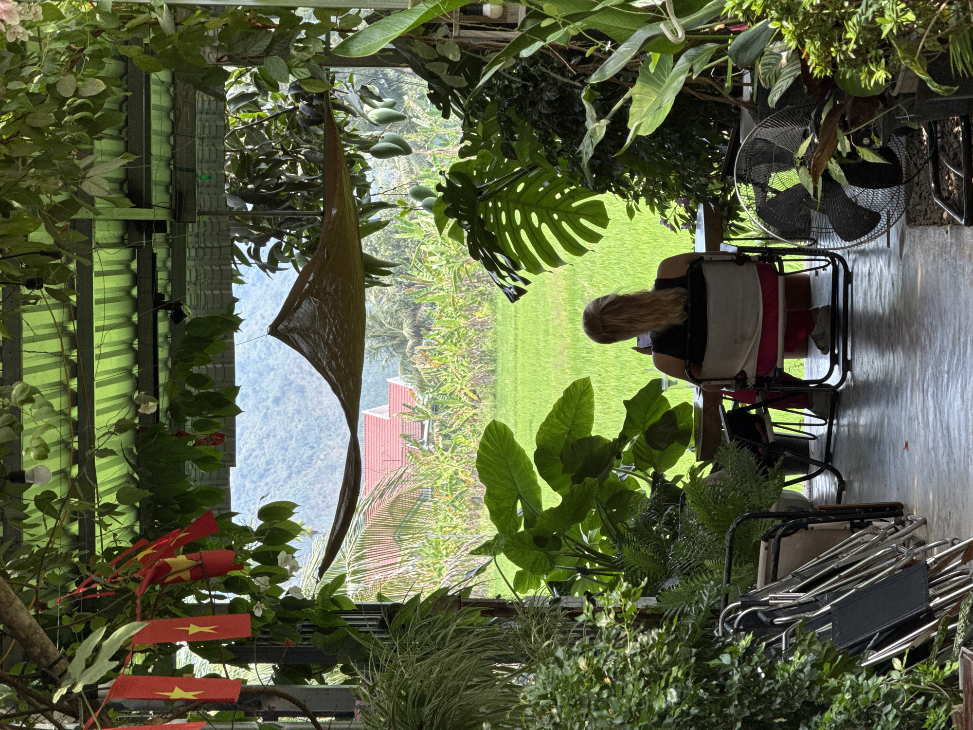 The image presents a tranquil outdoor scene, likely a shaded veranda or cafe, offering a panoramic view of a lush, rural landscape. A person, identified as a woman with long blonde hair, is seated with her back to the viewer, gazing out at the scenery. She occupies a simple metal chair, and to her right, a large black standing fan indicates warm weather.
The immediate foreground and sides of the seating area are densely populated with vibrant tropical foliage. Prominent features include large-leafed plants, possibly Monstera, along with smaller, leafy greens. Green, unripe mangoes hang from a tree branch, adding to the tropical feel. The overhead structure of the shaded area, comprising metal beams and corrugated panels, is partially visible.
Beyond this verdant enclosure, a wide expanse of bright green rice paddy fields stretches across the mid-ground. In the distance, a building with a distinctive red-tiled roof is nestled among trees, and the faint outlines of mountains are visible against a clear blue sky.
Adding a clear cultural marker, several red Vietnamese flags, each adorned with a yellow star, are displayed prominently within the foliage on the left side of the frame. Other metal chairs are stacked in the foreground on the right, suggesting a public or communal space. The overall atmosphere conveys a sense of peaceful relaxation amidst nature, set within a distinct Vietnamese environment.