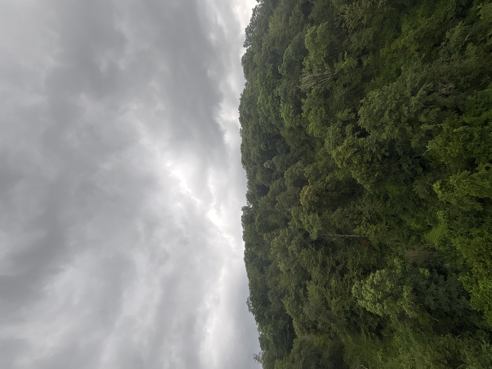 The image shows a dense, hilly forest under a cloudy sky. The trees are lush green and cover the entire visible slope. The sky is filled with dark, overcast clouds, suggesting a gloomy or rainy day. There are no visible people, structures, or any signs of human activity. The environment is purely natural, dominated by the forest and the atmospheric conditions.