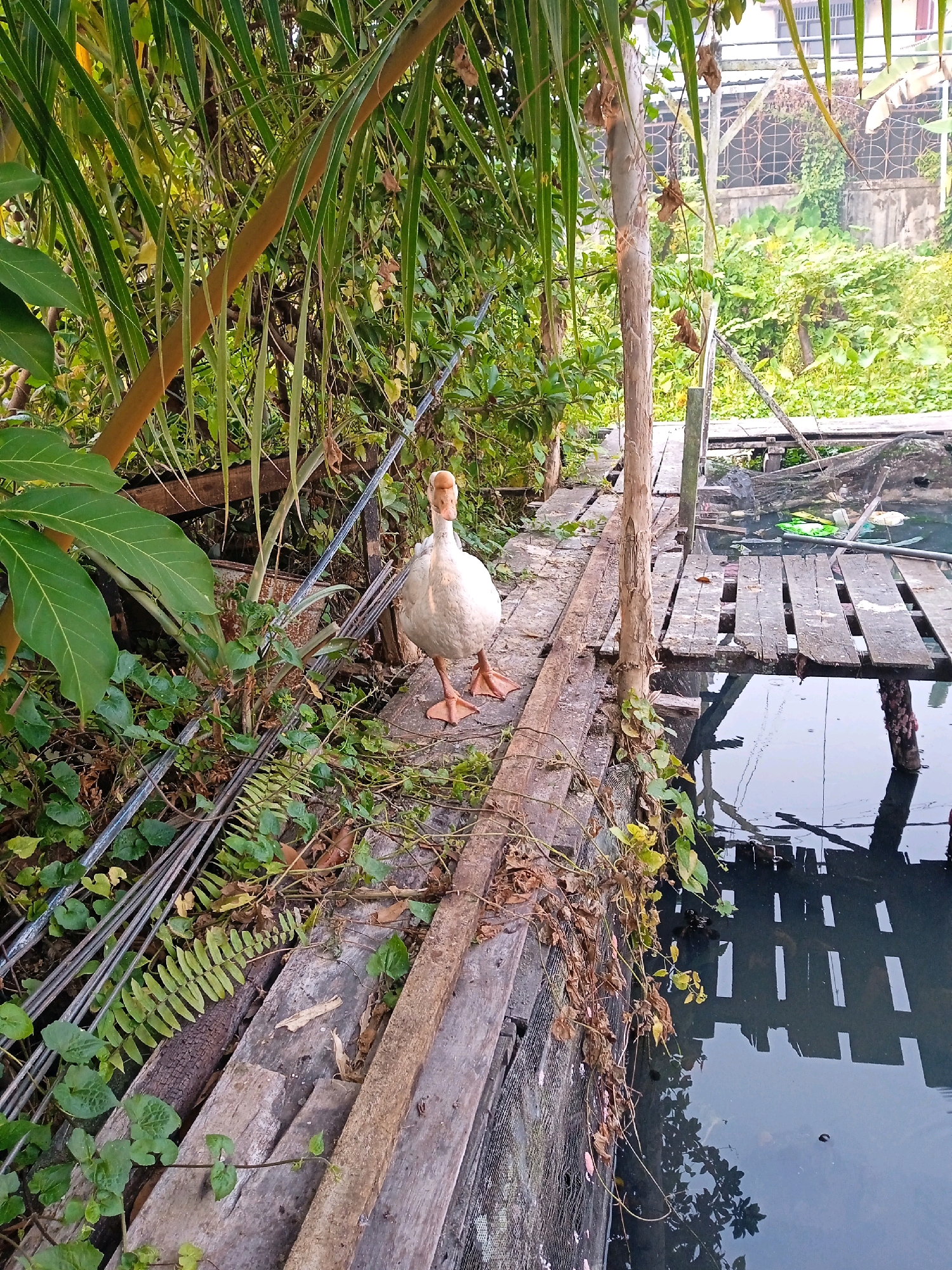 In Banjarmasin, Indonesia, a white goose stands on a wooden walkway near a murky canal. The walkway is constructed from weathered planks, some of which are partially submerged in the water. Lush green vegetation, including palm fronds and leafy plants, grows on either side of the walkway and drapes over the wooden structure. In the background, a building with a patterned facade and overgrown with greenery is visible. The canal appears to contain debris, with plastic bottles and other refuse floating on its surface. The overall scene suggests an urban environment with a natural water feature, likely within a residential area given the presence of the building.