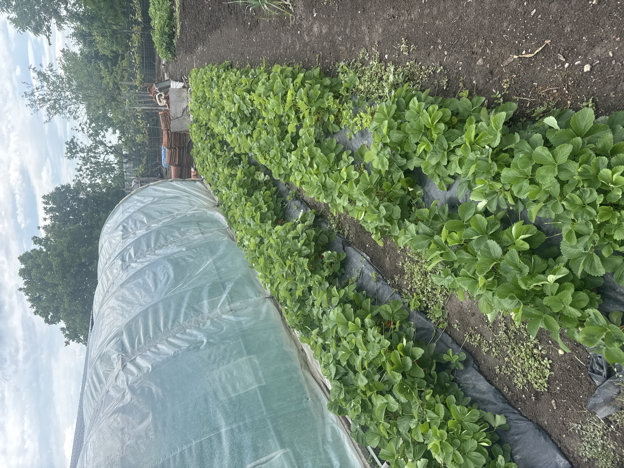 The image shows a garden in Sarnevo, Bulgaria. There are rows of strawberry plants, grown on top of black plastic, in a garden plot. Adjacent to the strawberry plants is a plastic-covered tunnel greenhouse structure. In the background are trees, fence posts, some stacked tiles, and other garden equipment. The soil is visible between the rows of strawberries. The sky is cloudy.